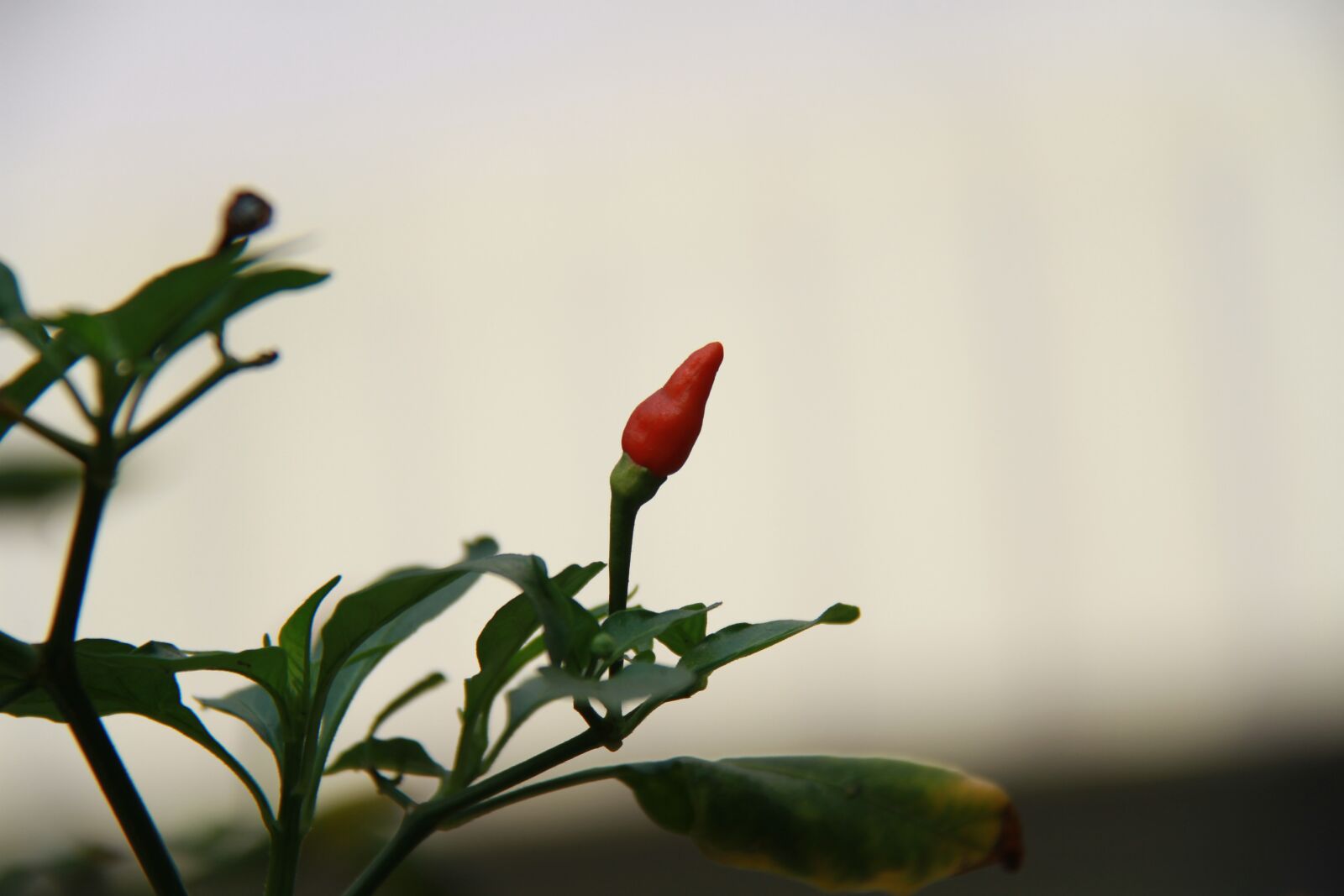 Canon EOS 7D sample photo. Chili, plant, vegetable photography