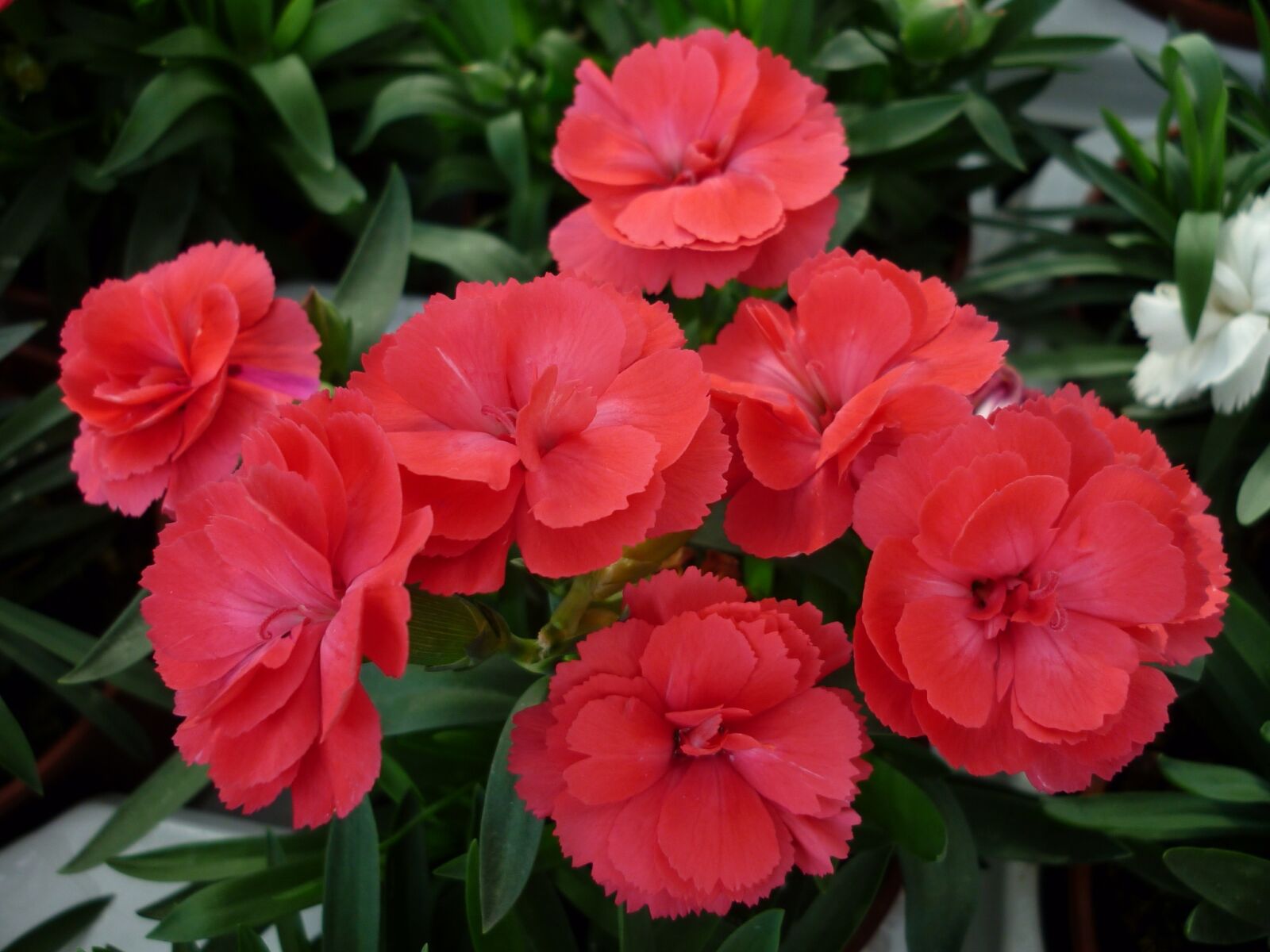 Panasonic Lumix DMC-FS6 sample photo. Carnation, flower, red photography