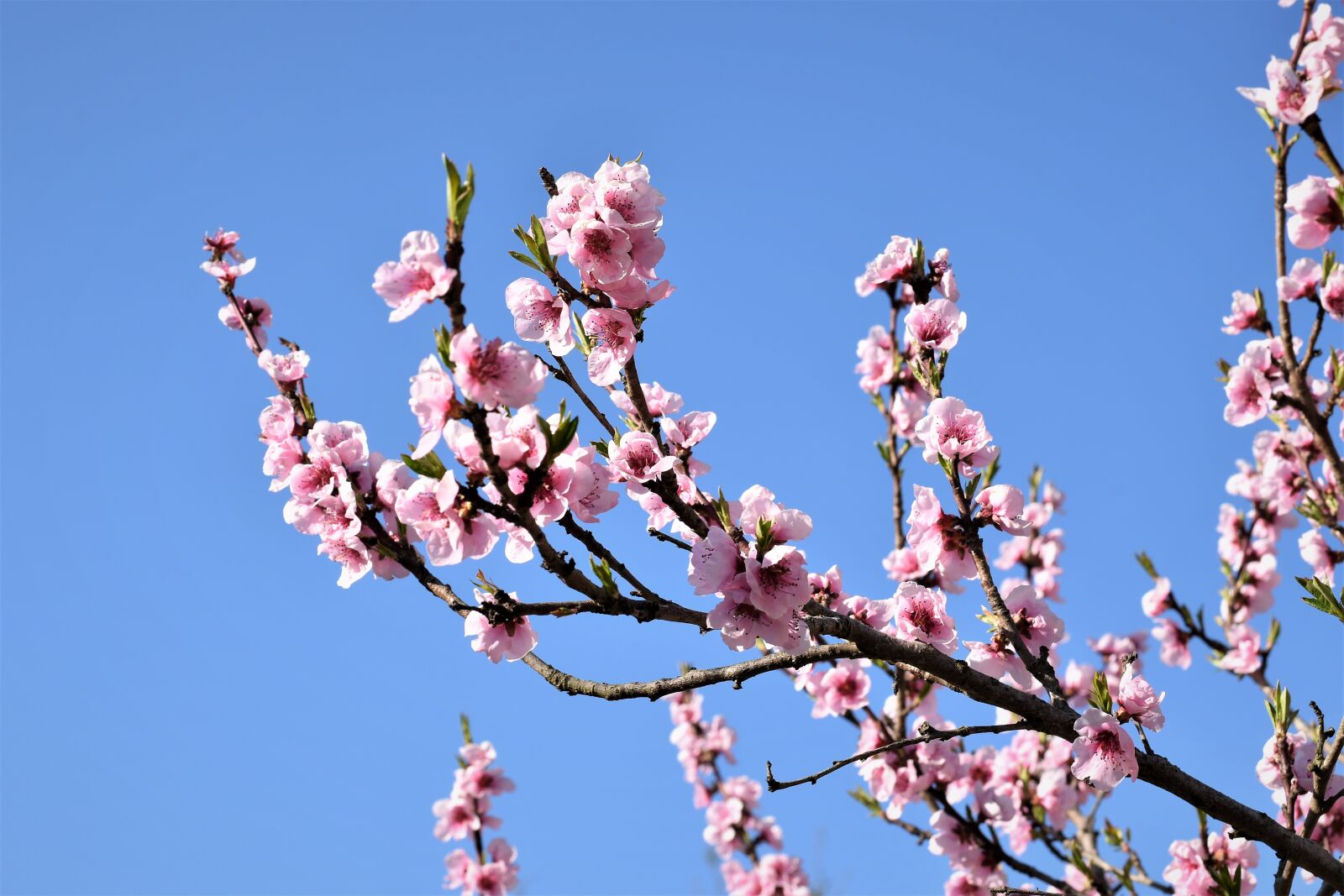 Nikon D5600 sample photo. Pink flowers, spring, branch photography