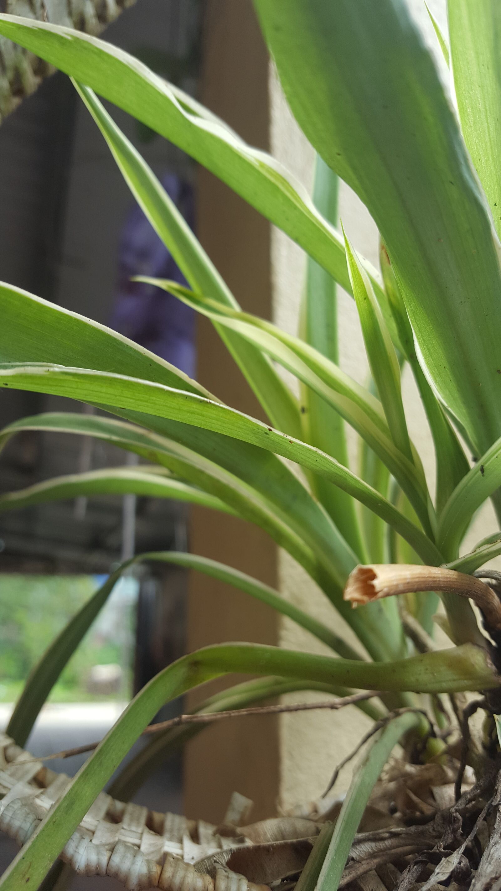 Samsung GALAXY S6 edge sample photo. Flower, car, airport photography