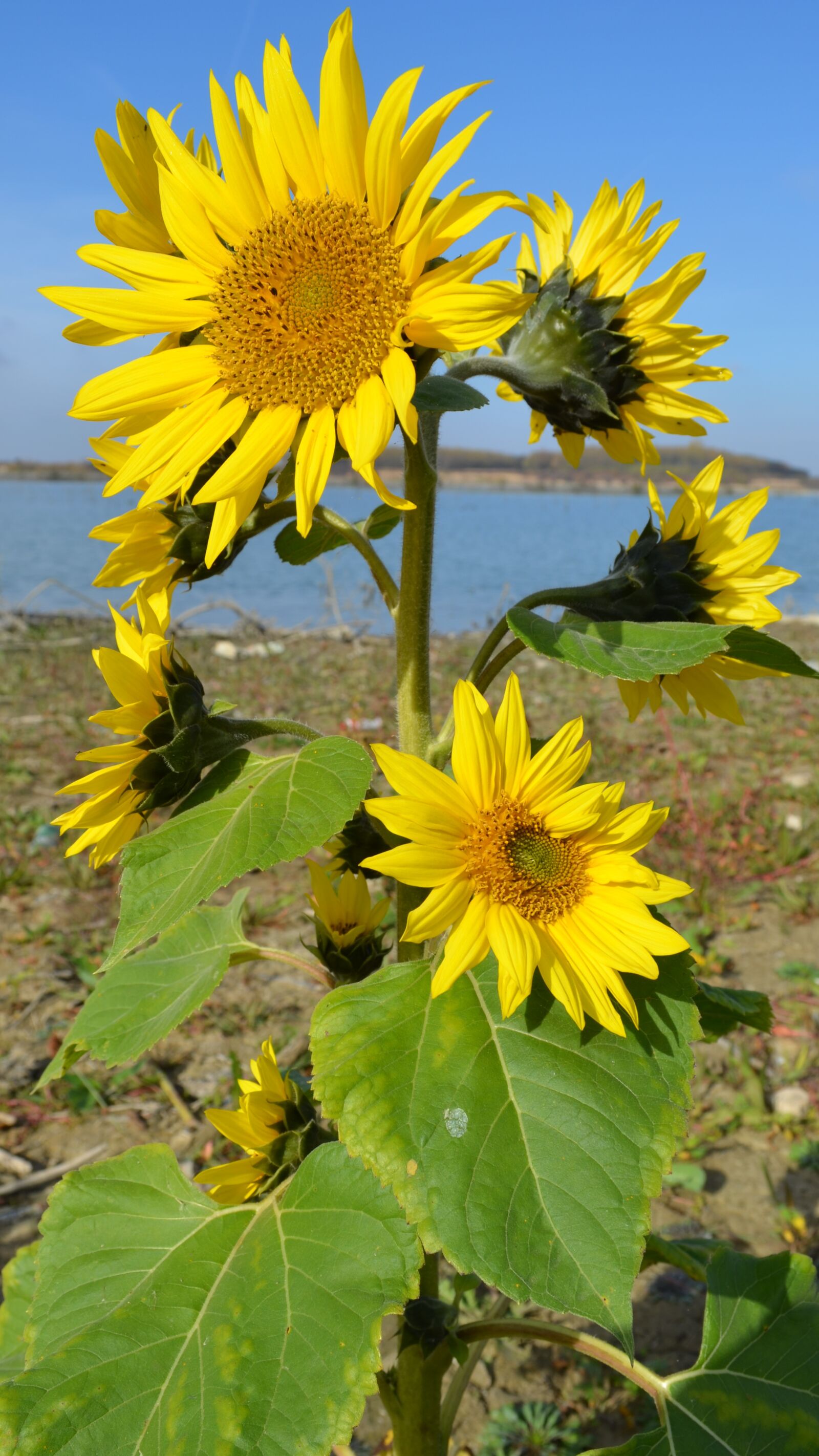 Nikon D5100 sample photo. Flower, water, yellow photography