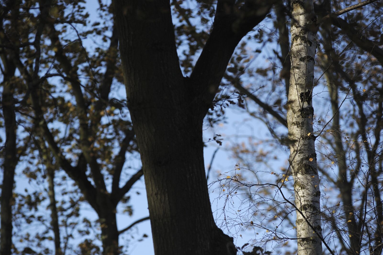 Nikon D3S sample photo. Tree trunks, forest, branches photography