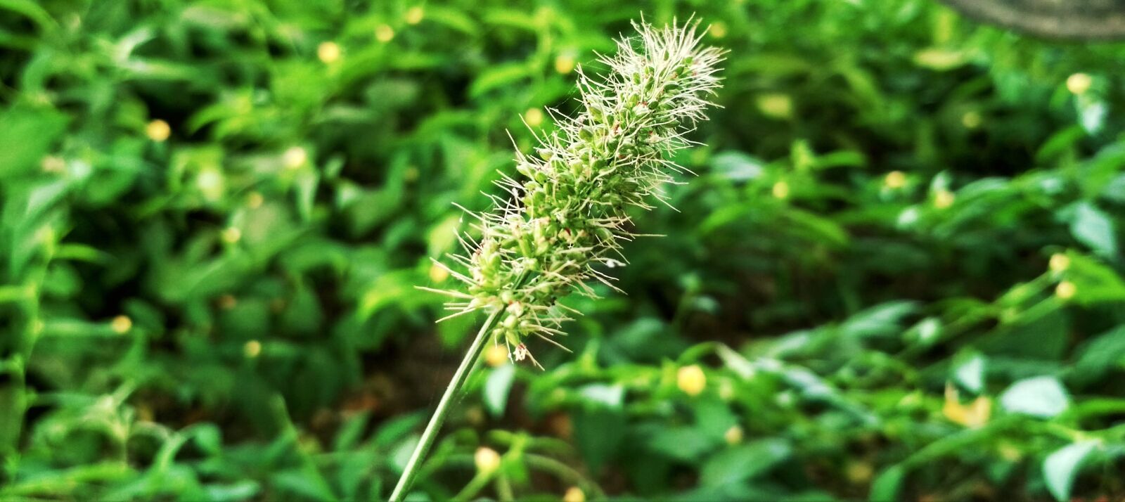 Xiaomi Redmi 4 Pro sample photo. Background, clear, close, close photography