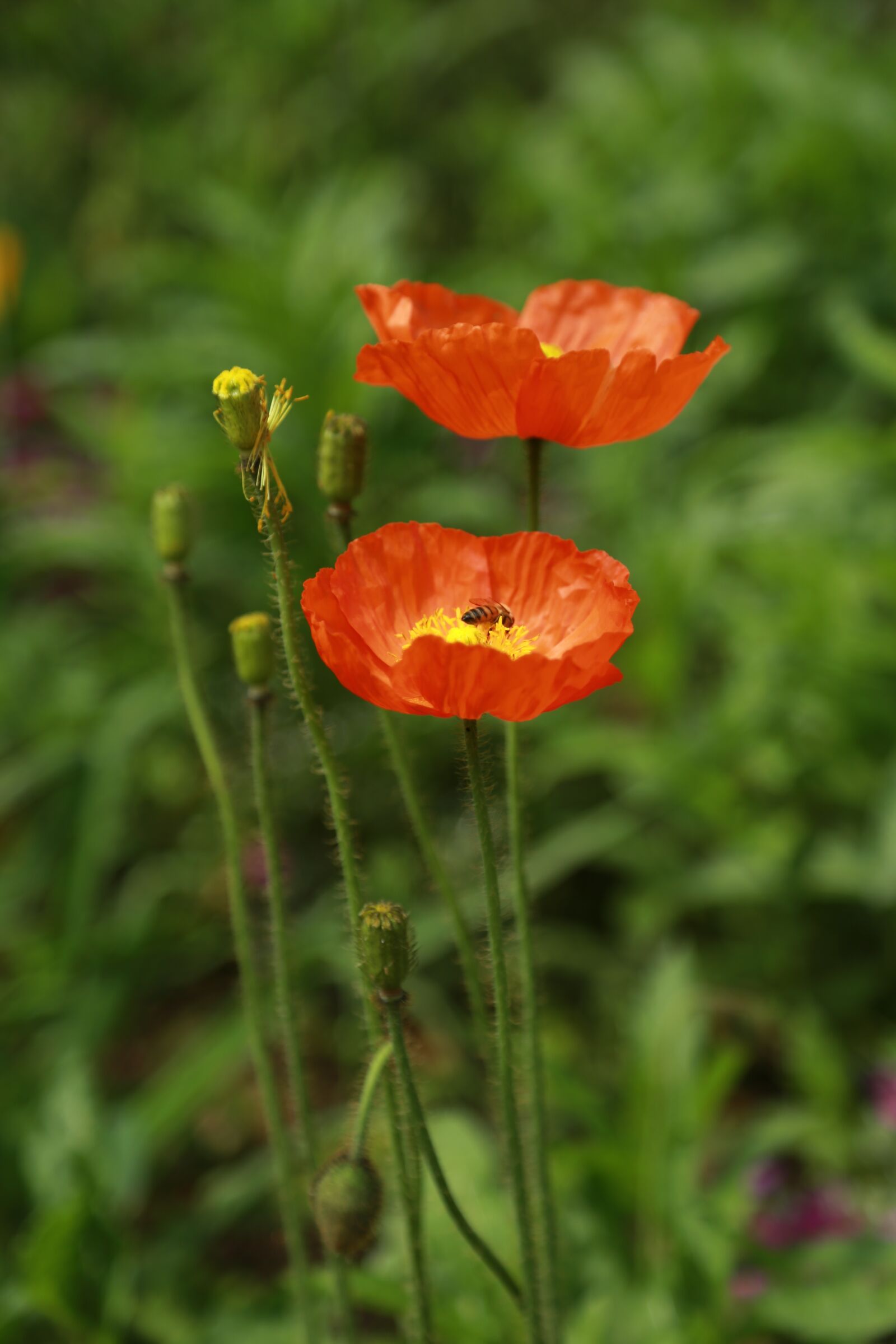 Canon EF 24-105mm F4L IS USM sample photo. Papaverales, flowers, nature photography
