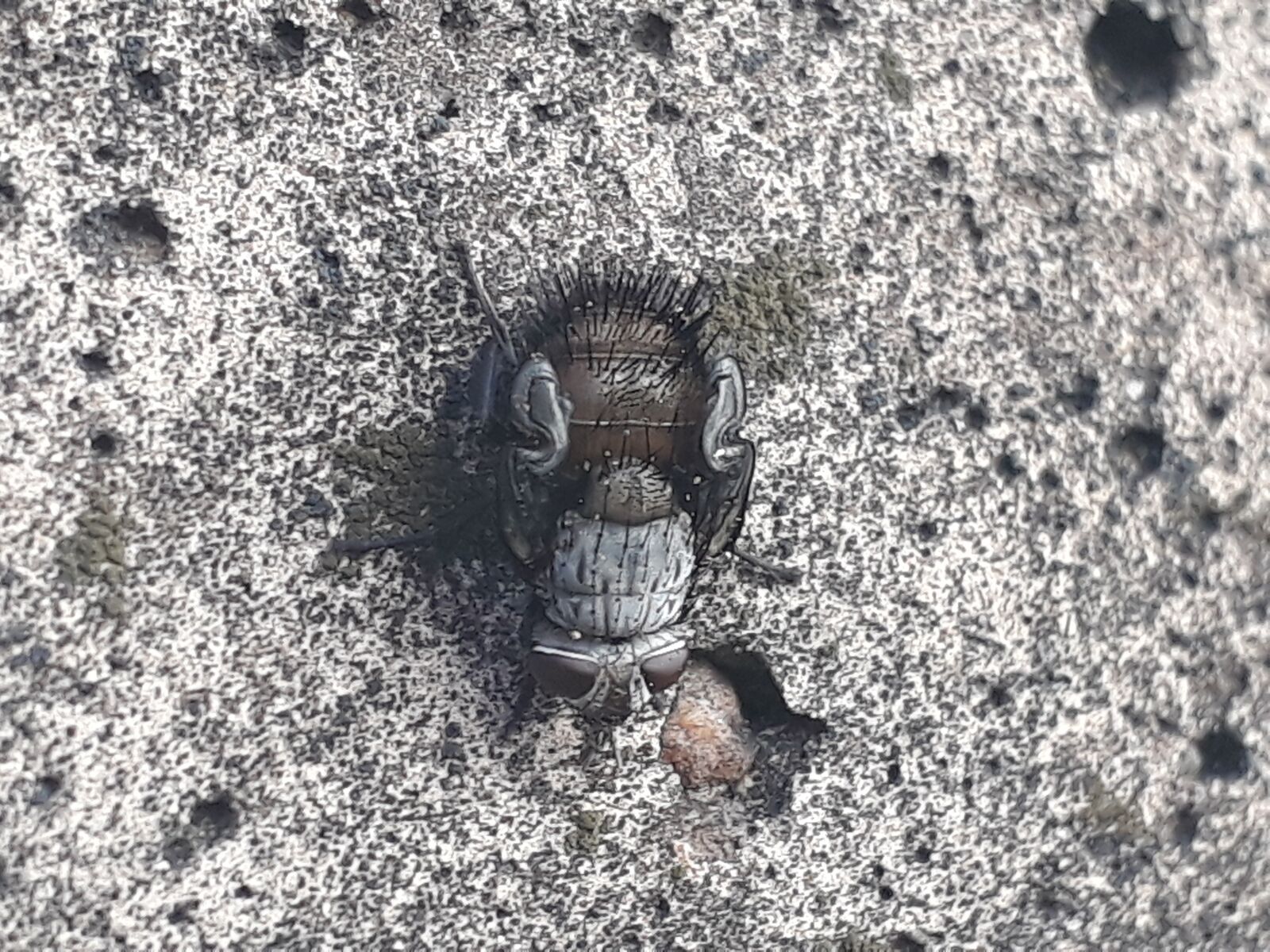 Samsung Galaxy J5 Prime sample photo. Fly, the flies, insect photography