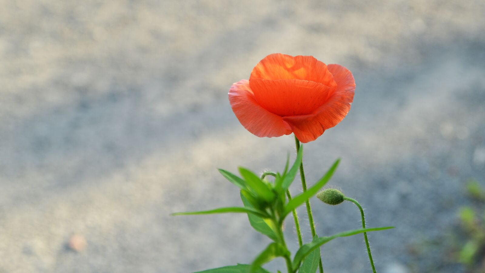 Nikon D800 sample photo. Poppy, flowers, spring photography