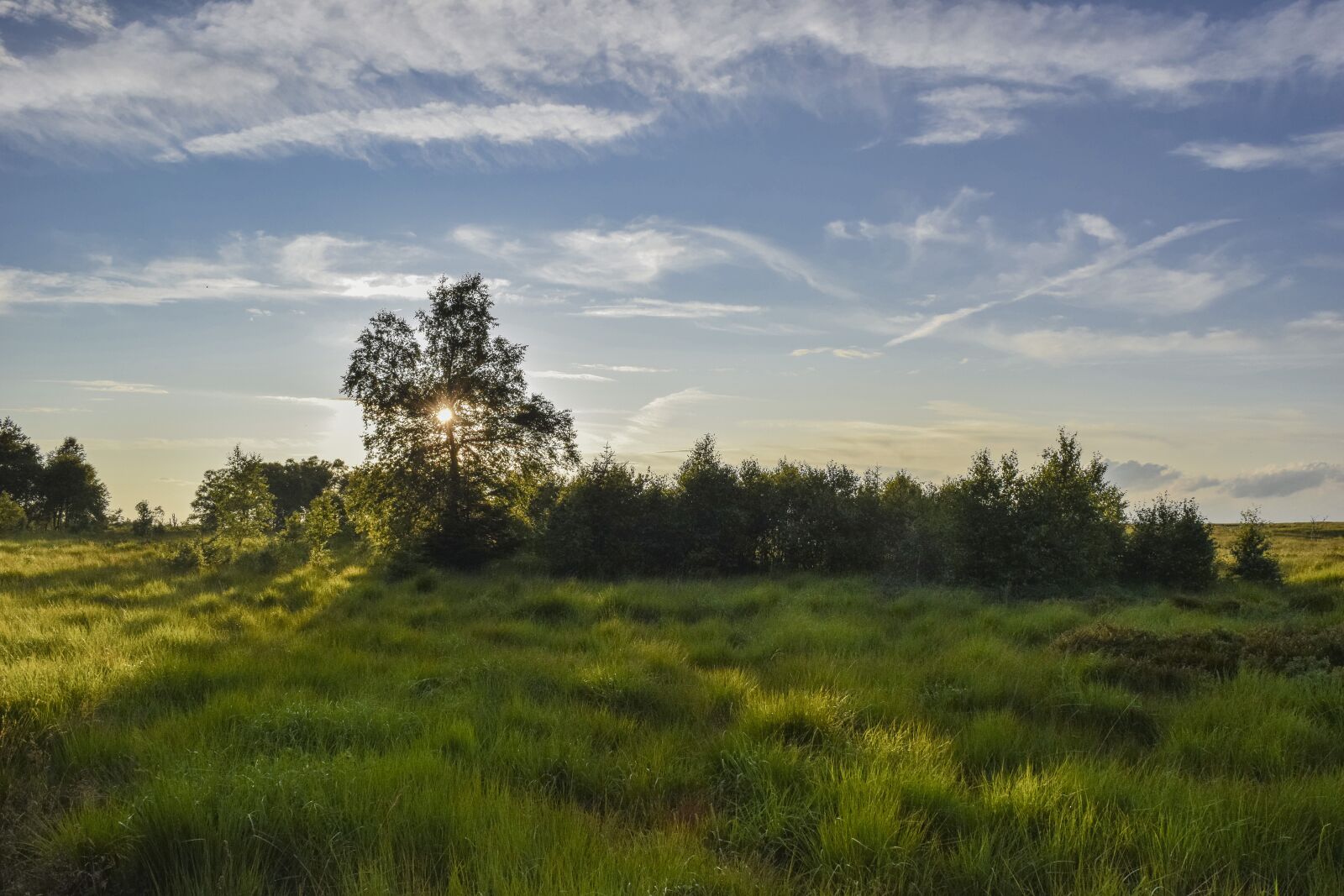 Nikon D3300 sample photo. Nature, landscape, moor photography