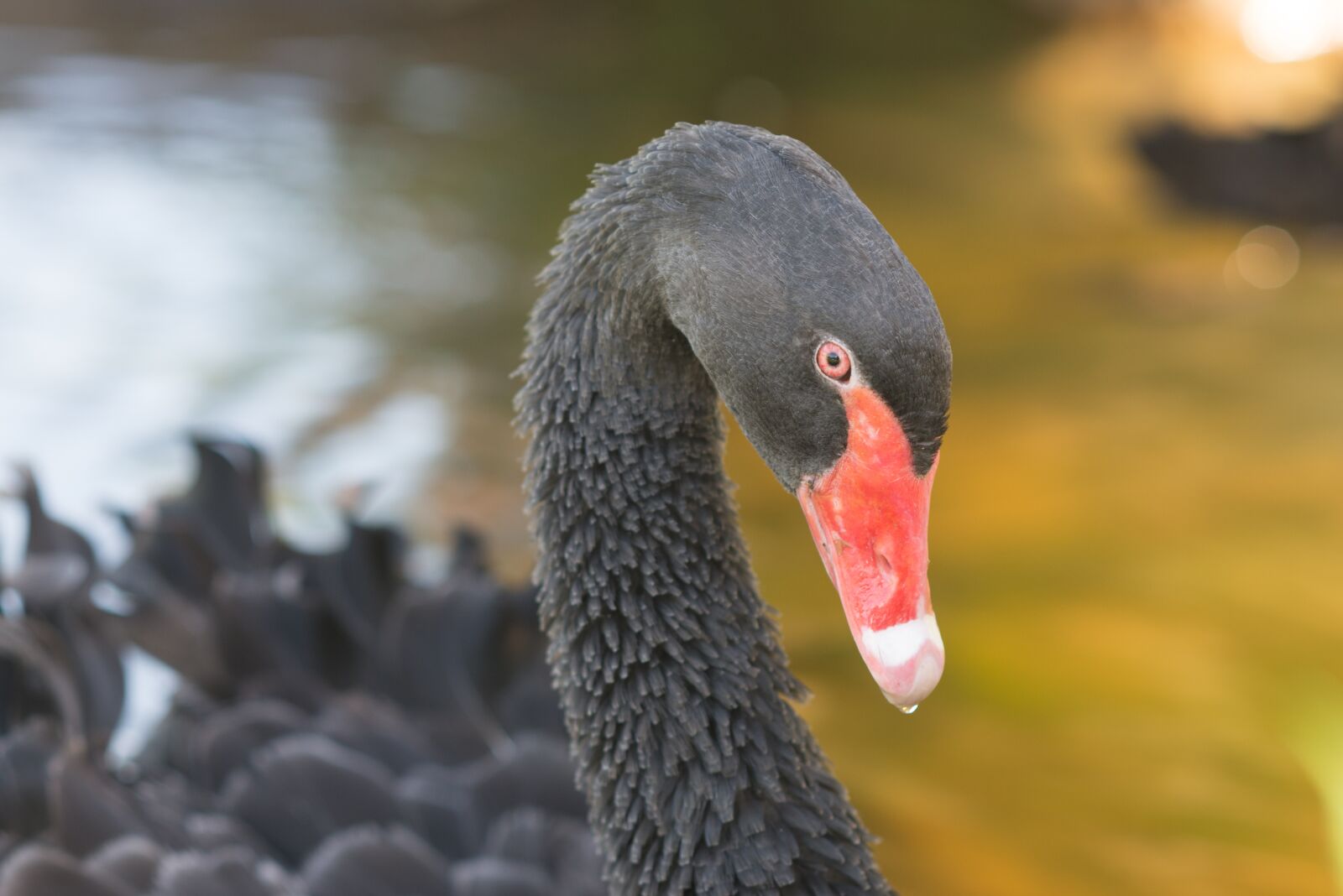 Nikon D610 sample photo. Swan, black, fowl photography