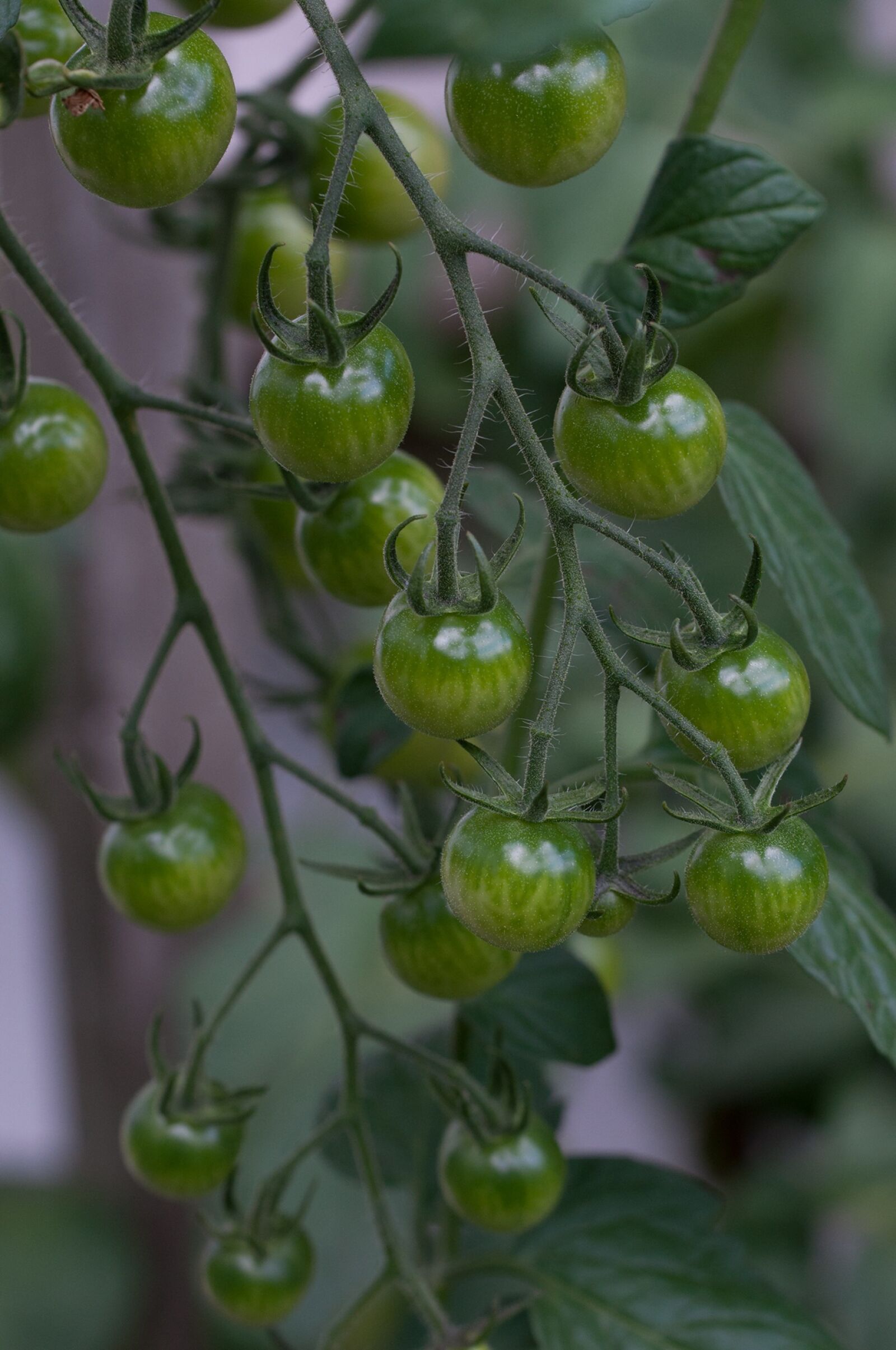 Nikon D90 sample photo. Tomatoes, trusses, green photography