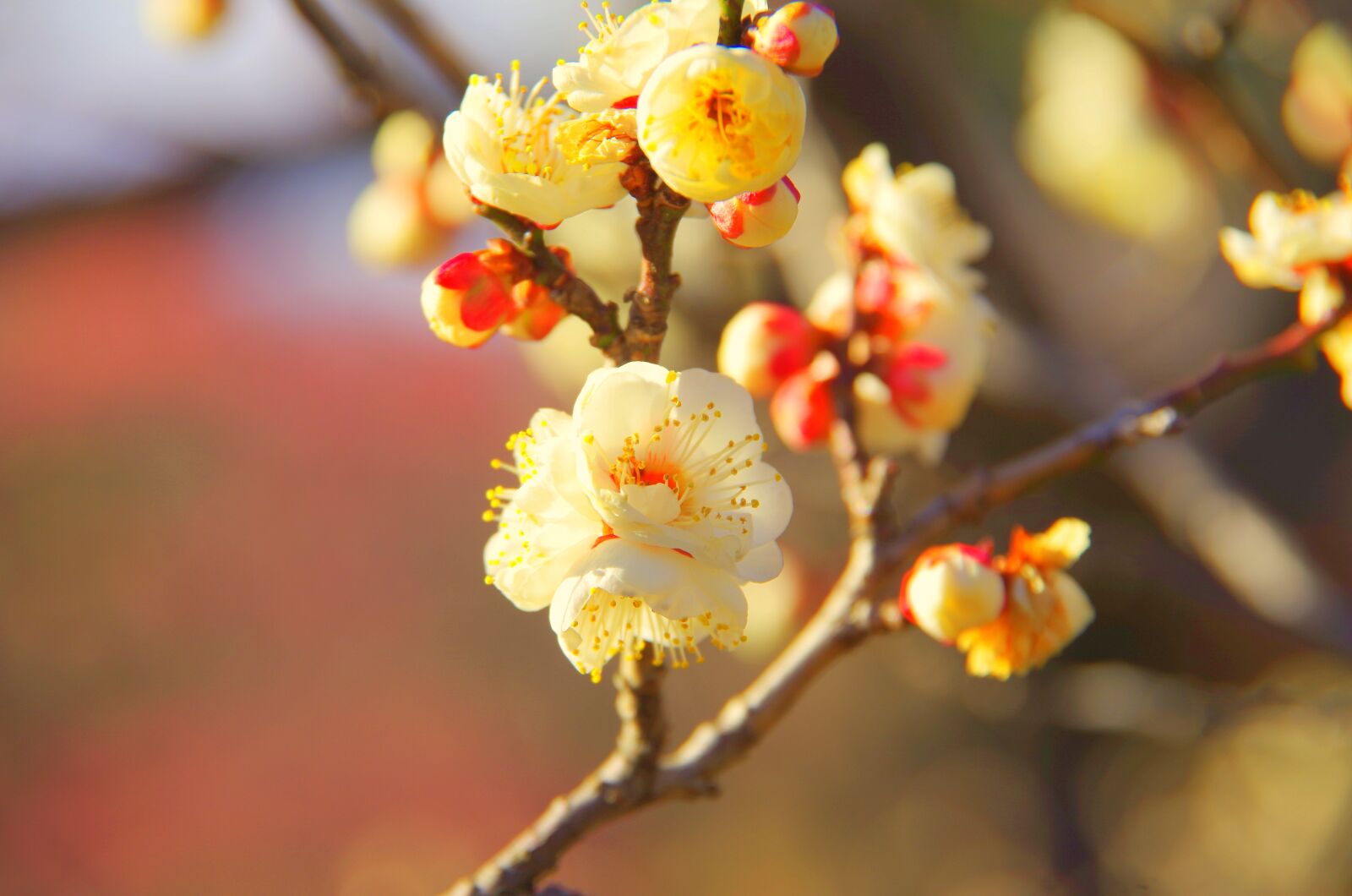Pentax K-30 sample photo. Natural, branch, flowers photography