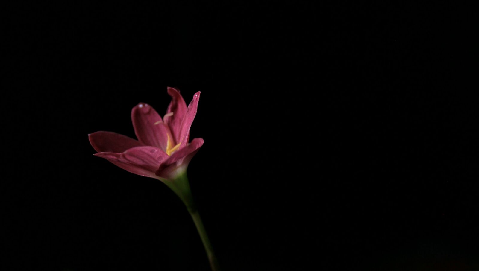 Canon EOS 1300D (EOS Rebel T6 / EOS Kiss X80) sample photo. Flowers, pink, nature photography