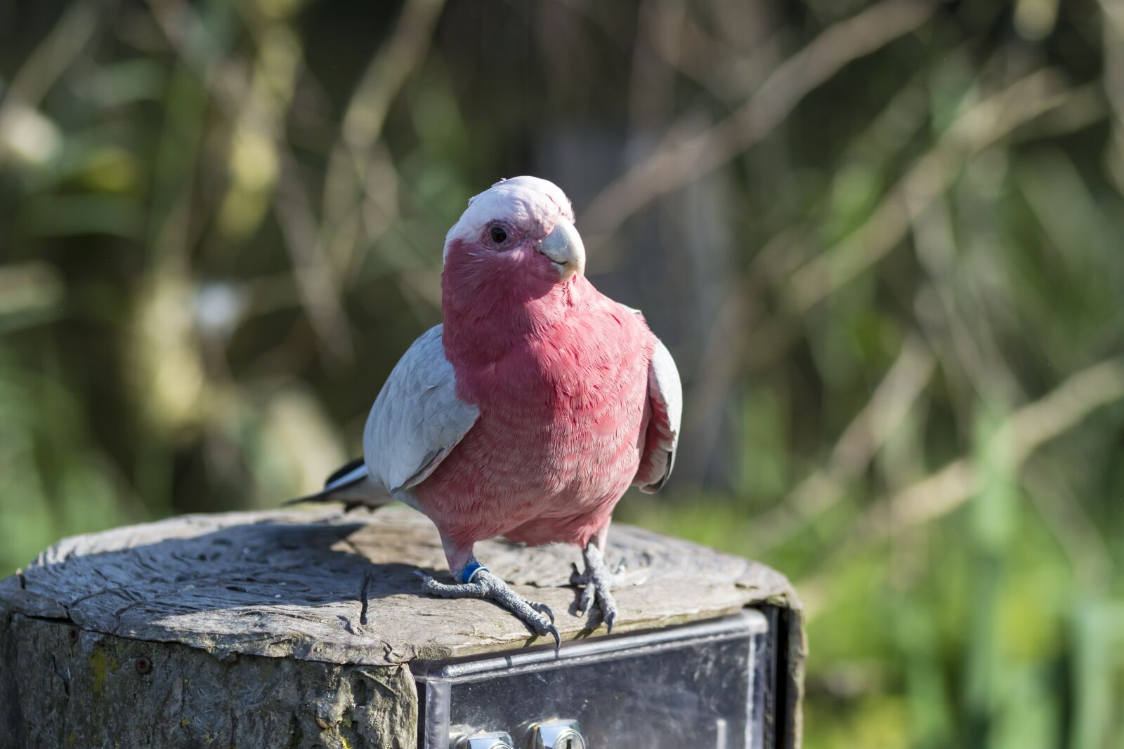 Nikon D5200 sample photo. Bird, parrot, fauna photography