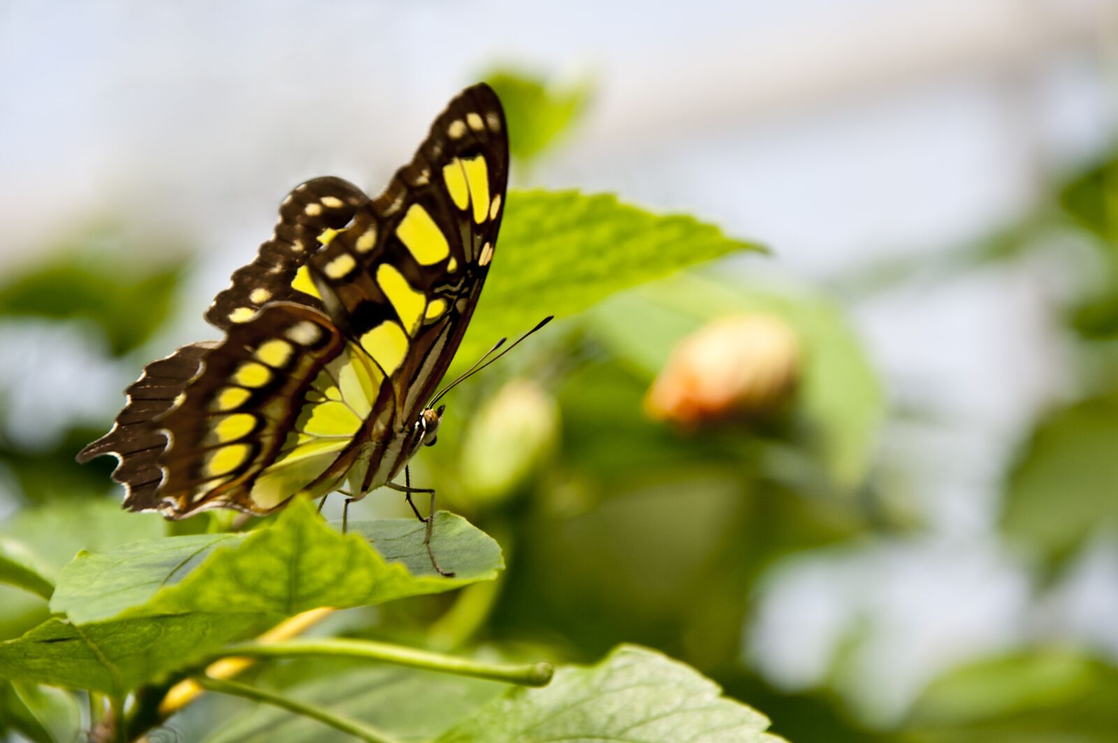 Nikon D3000 sample photo. Butterfly, green, leaves photography