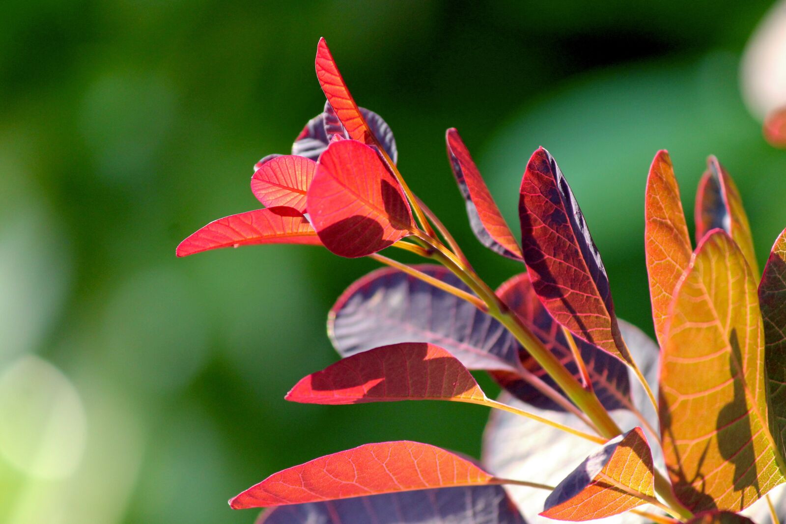 Canon EOS 1100D (EOS Rebel T3 / EOS Kiss X50) sample photo. Ornamental shrub, leaves, red photography