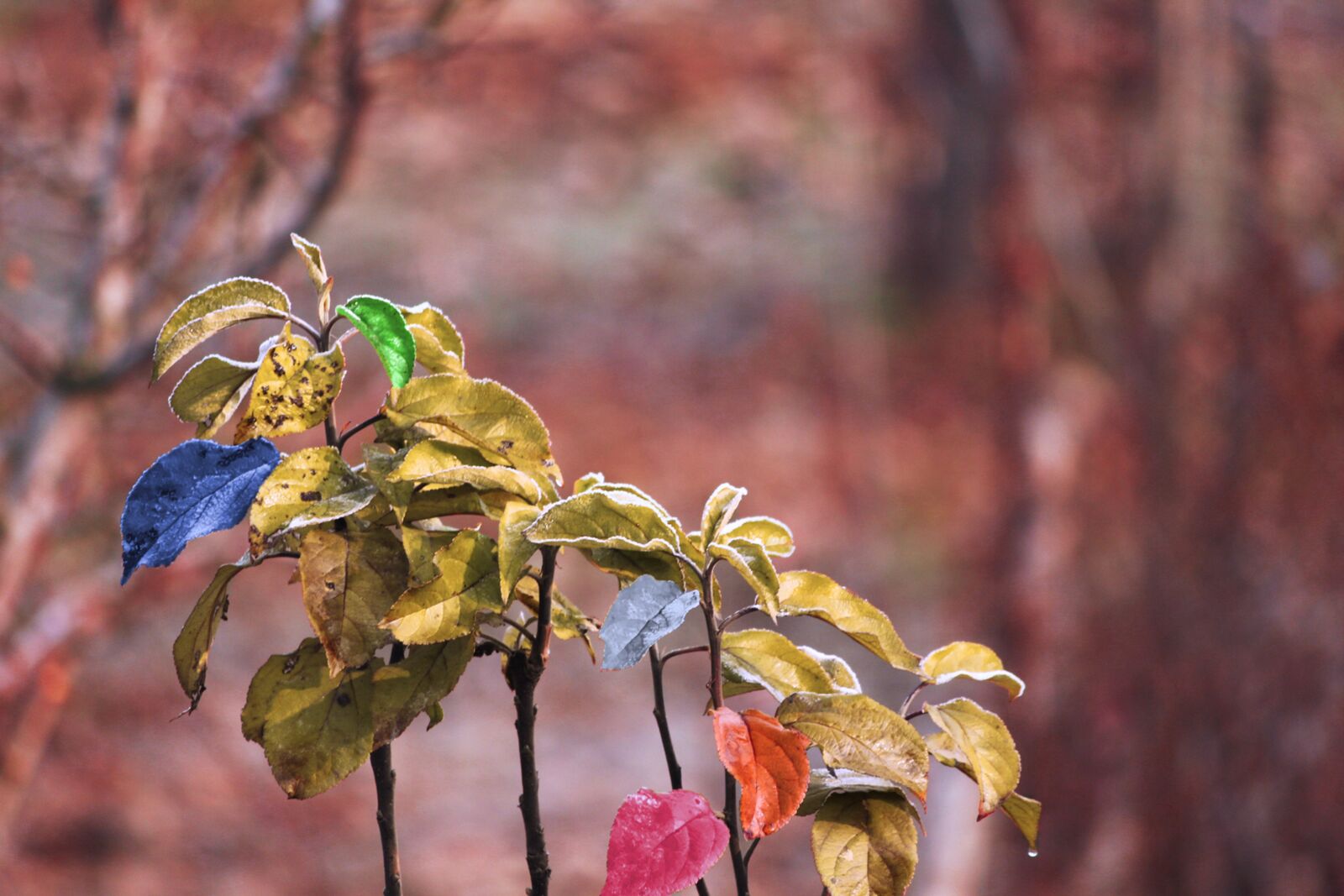 Canon EOS 700D (EOS Rebel T5i / EOS Kiss X7i) sample photo. Leaves, tree, nature photography