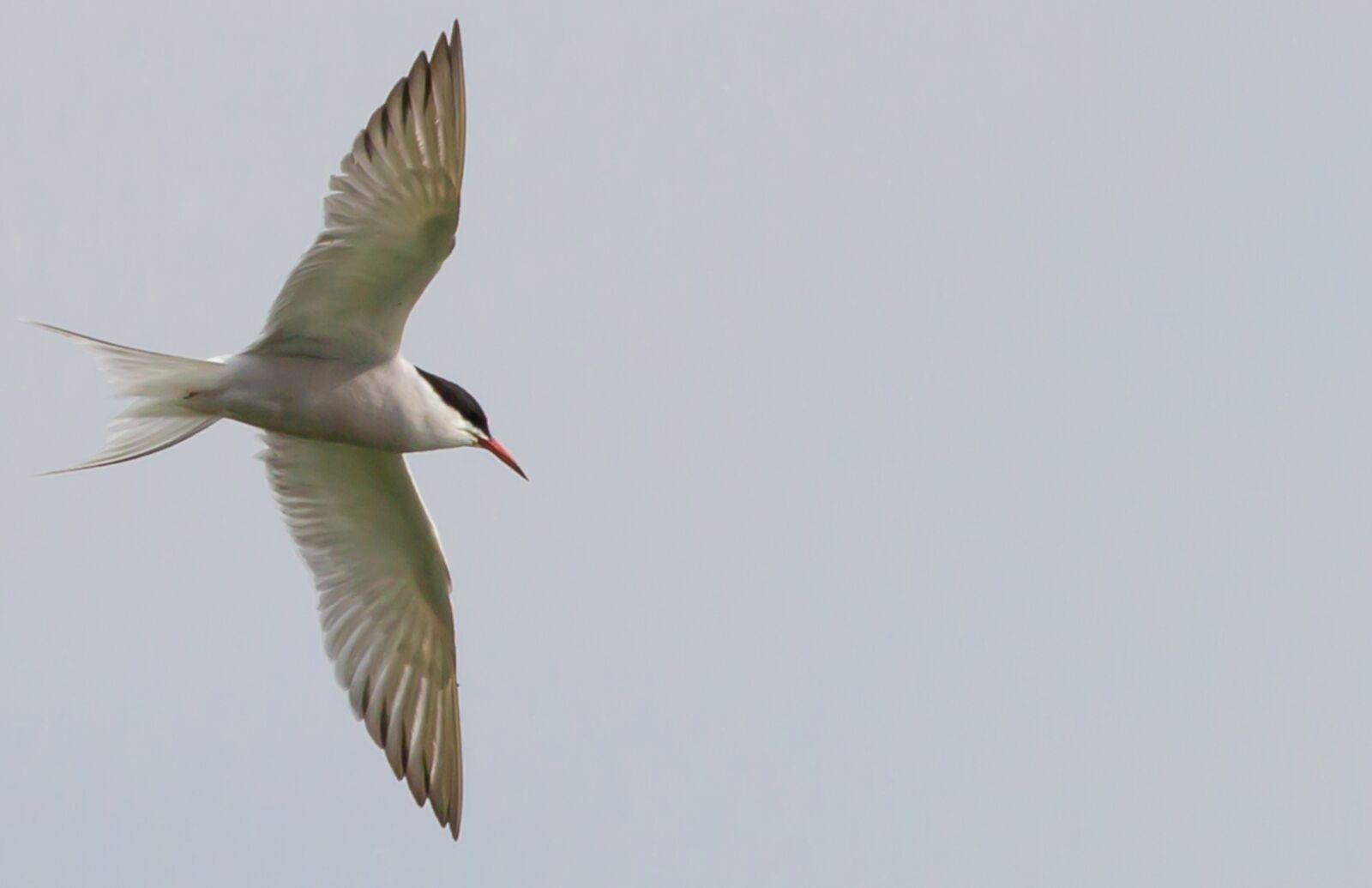 Canon EOS 5D Mark III sample photo. Common tern, tern, sea photography