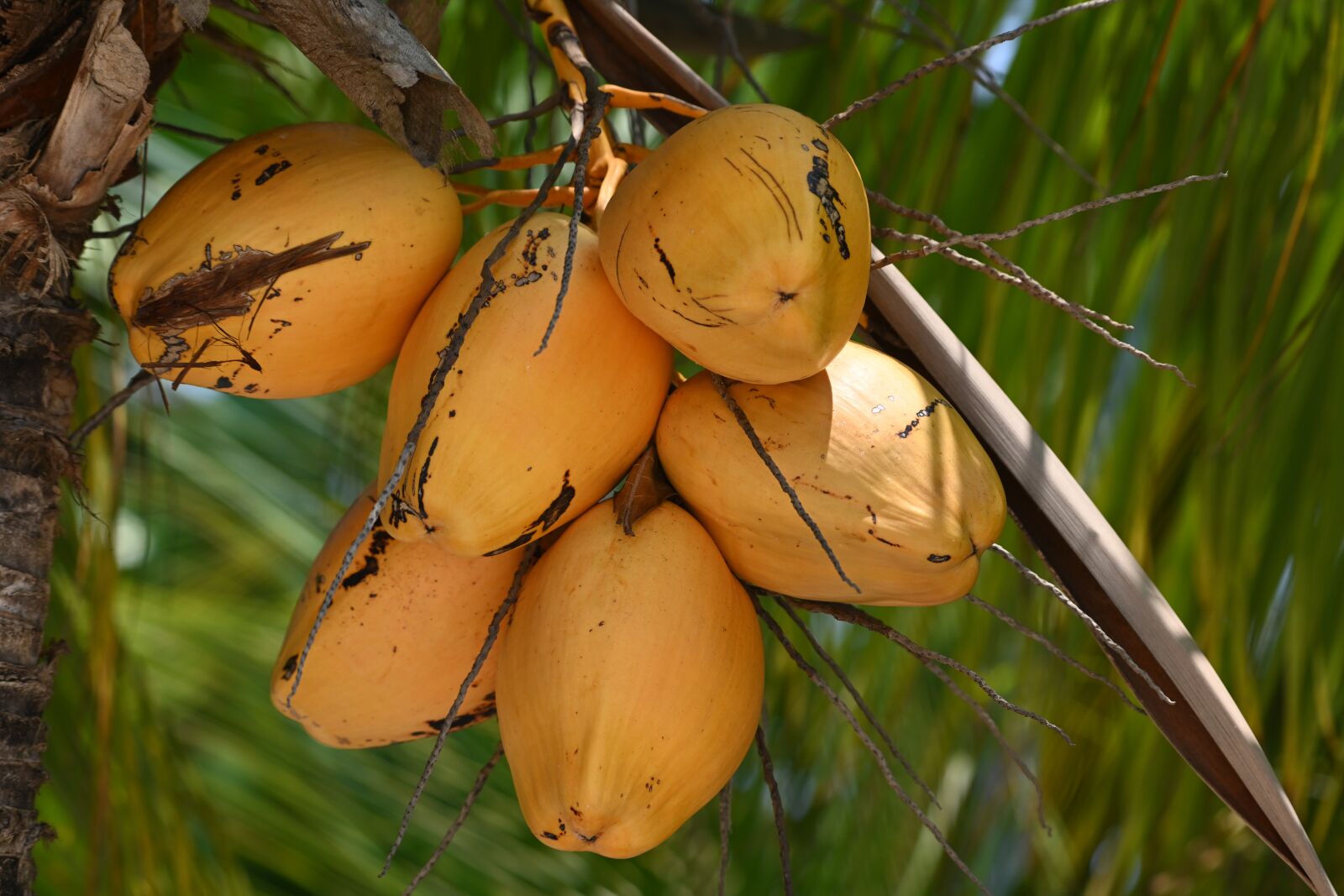 Nikon Z7 sample photo. Coconuts, nature, tropical photography