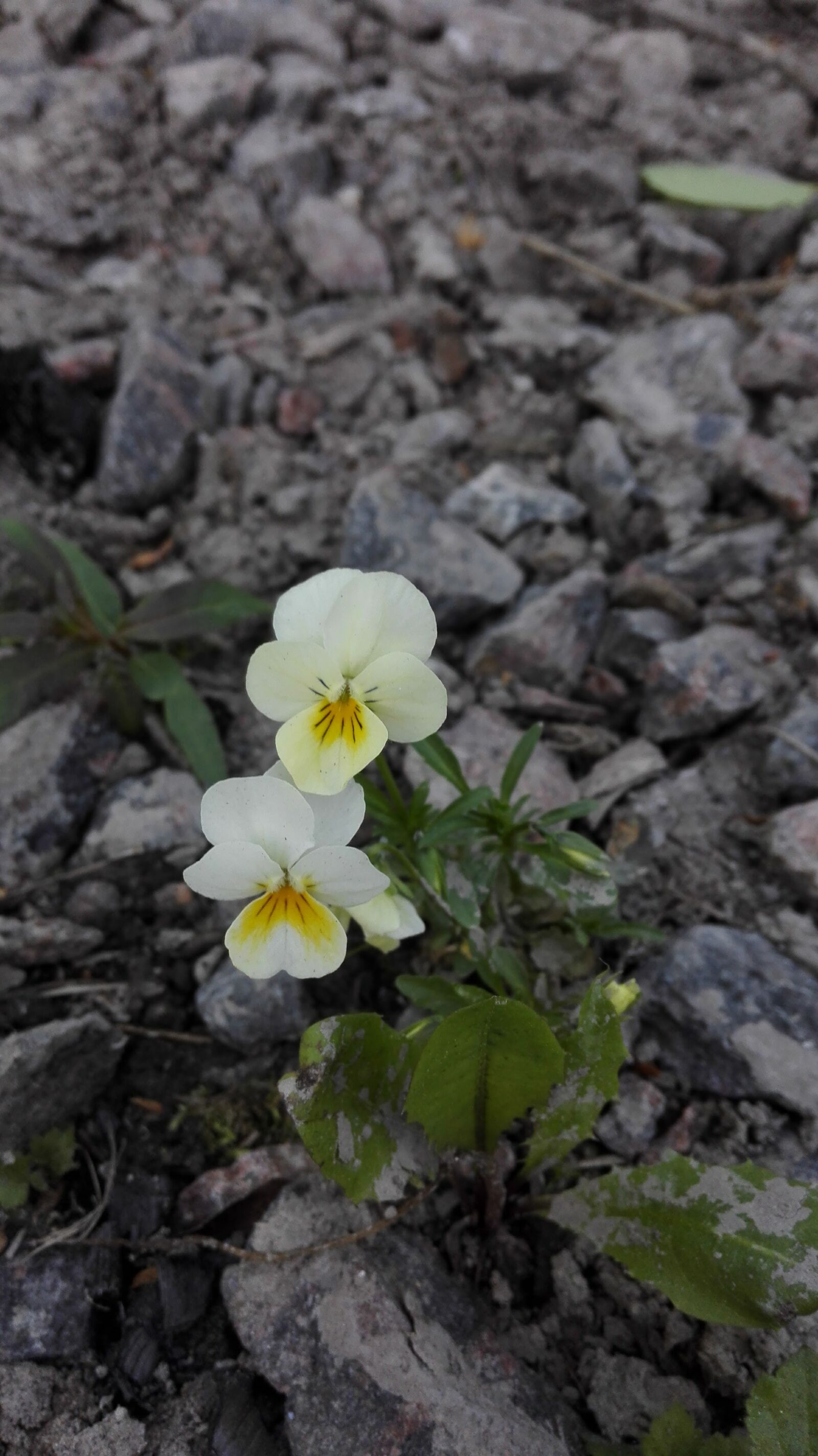 HUAWEI Mate 7 sample photo. Pansy, couple, two photography