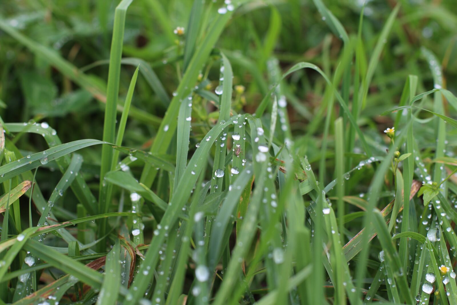 Canon EF 50mm F1.4 USM sample photo. Grass, rosa, nature photography