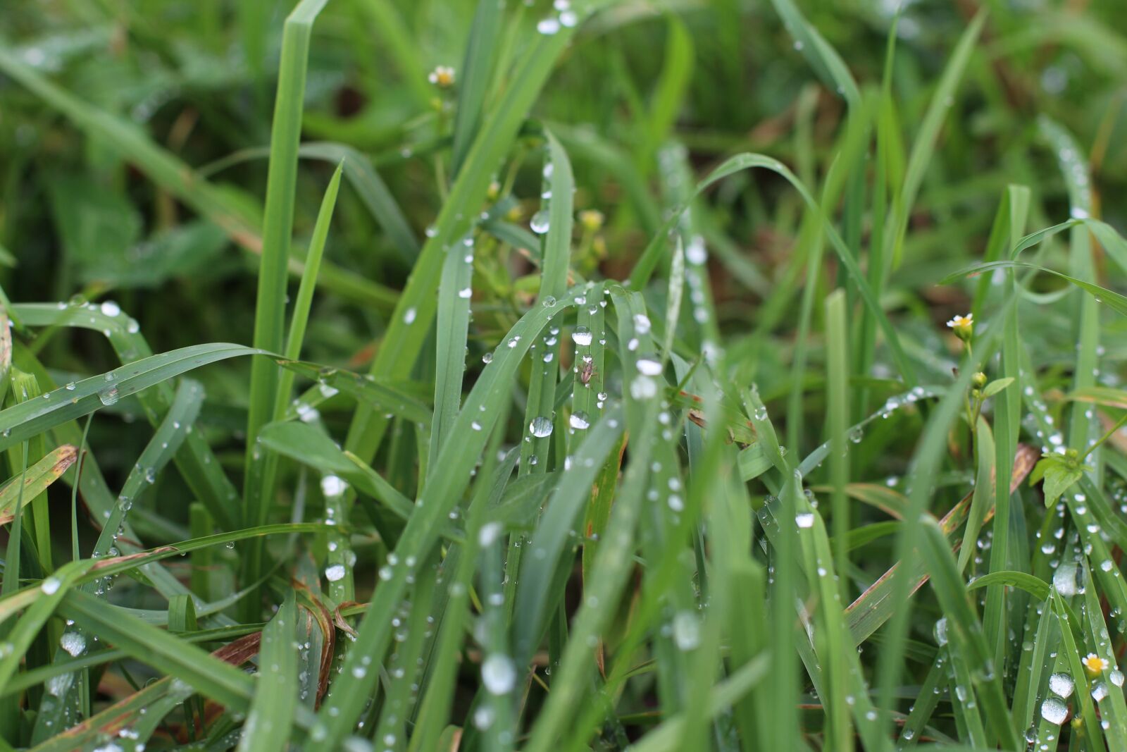 Canon EOS 700D (EOS Rebel T5i / EOS Kiss X7i) + Canon EF 50mm F1.4 USM sample photo. Grass, rosa, nature photography