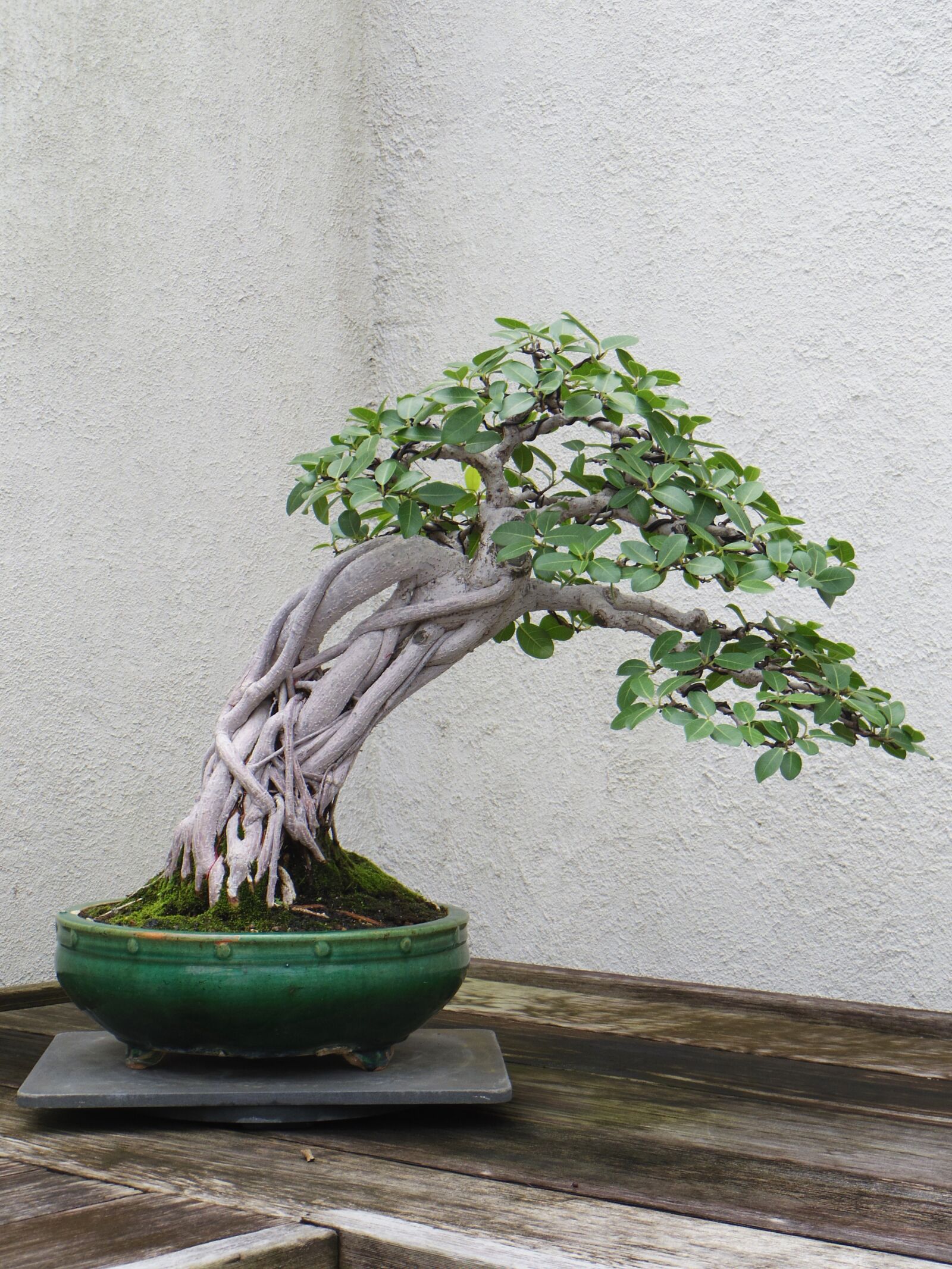 Pentax Q10 sample photo. Bonsai, tree, plant photography
