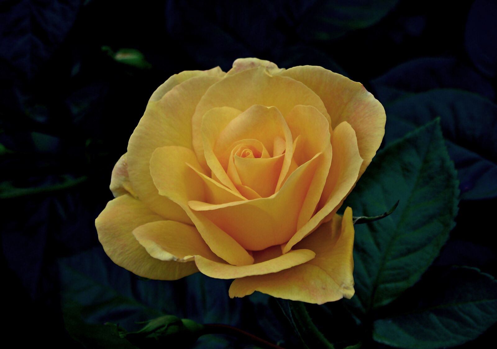FujiFilm FinePix S1600 (FinePix S1770) sample photo. Flower, rose, beauty photography