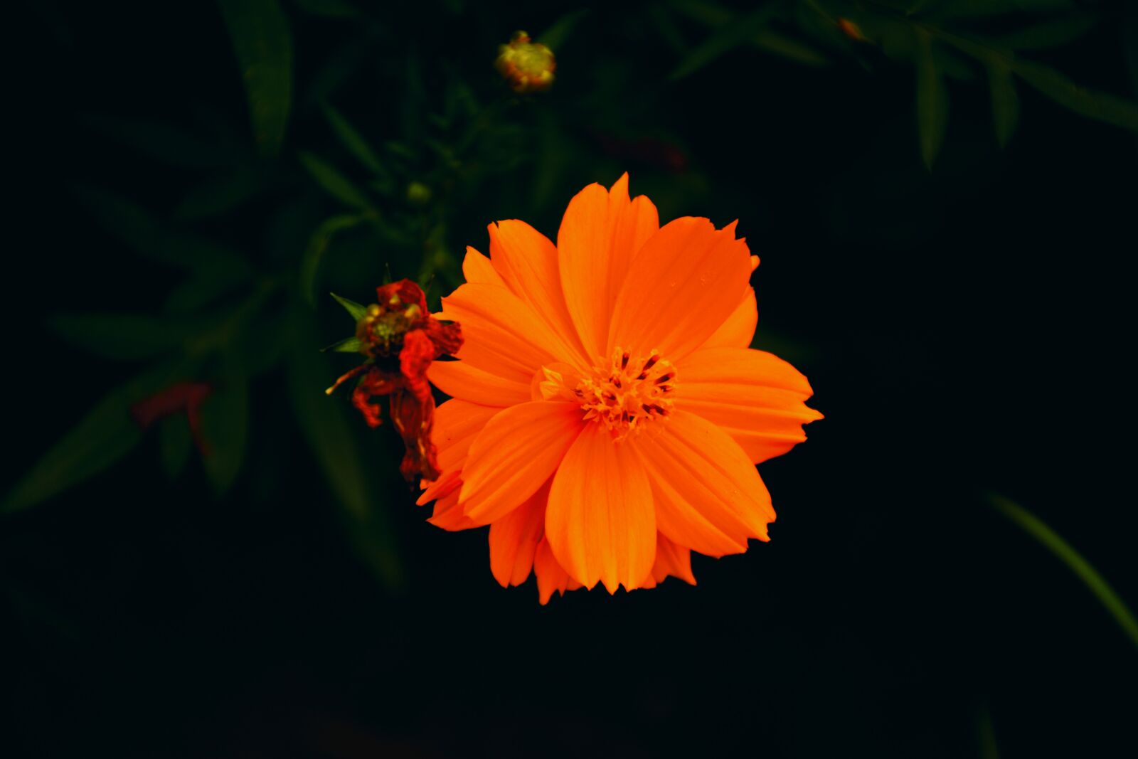 Nikon D5200 sample photo. Nature, alberthall, jaipur photography