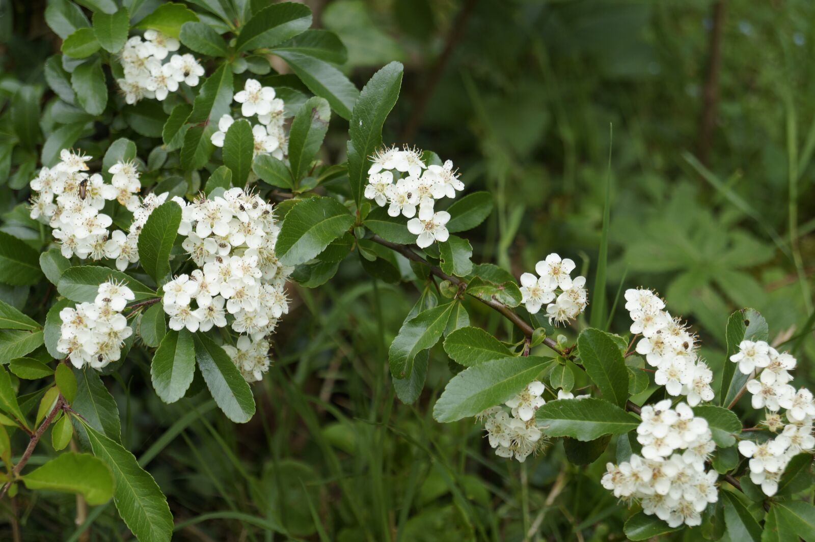 Sony DT 18-55mm F3.5-5.6 SAM II sample photo. Flower, white, grass photography