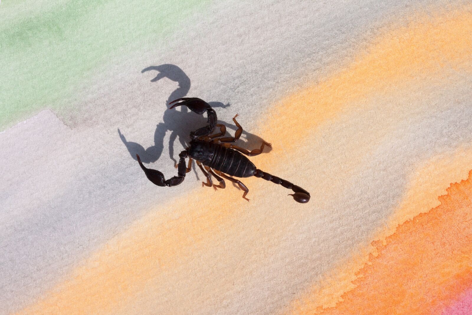 Canon EOS 50D sample photo. Scorpio, androctonus crassicauda, gripper photography