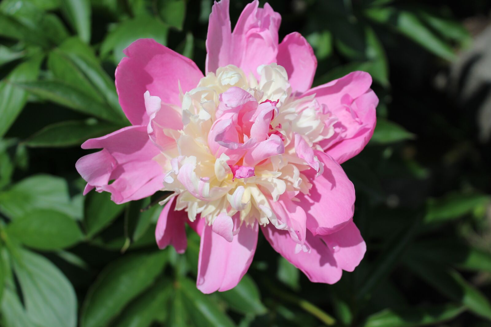 Canon EOS 1200D (EOS Rebel T5 / EOS Kiss X70 / EOS Hi) sample photo. Peony, flower, pink photography