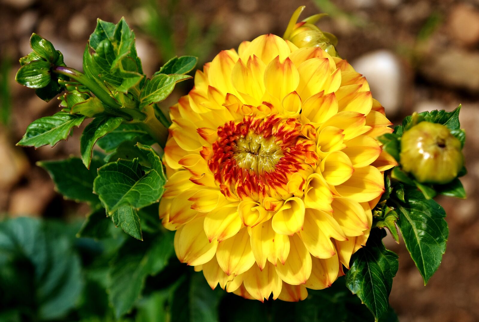 Nikon D7200 sample photo. Dahlia, dahlias, autumn photography