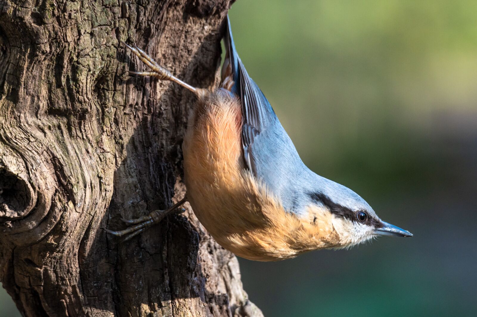Pentax KP sample photo. Nuthatch, bird, nature photography