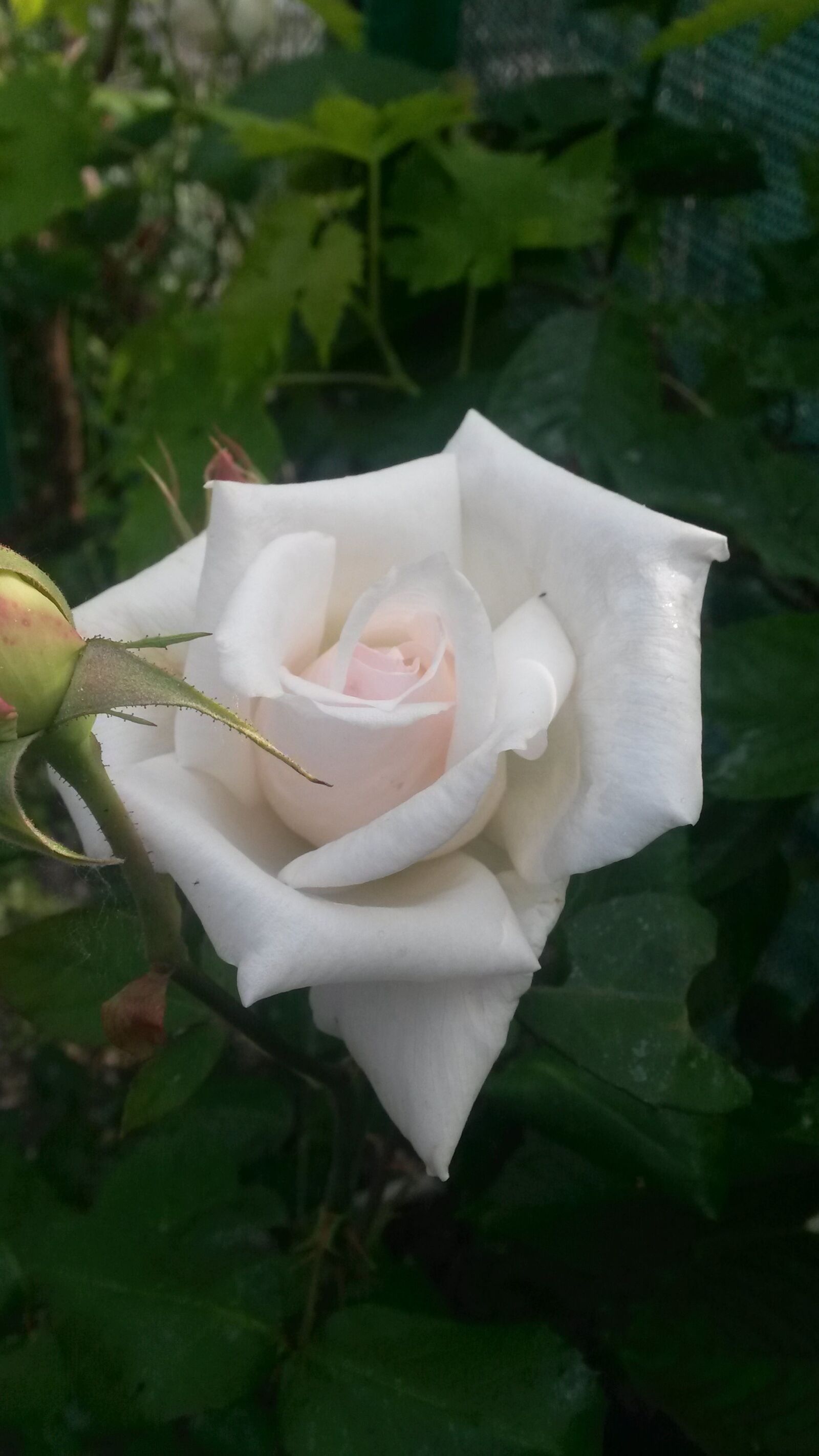 Samsung Galaxy S4 Mini sample photo. Rosa, flower, nature photography