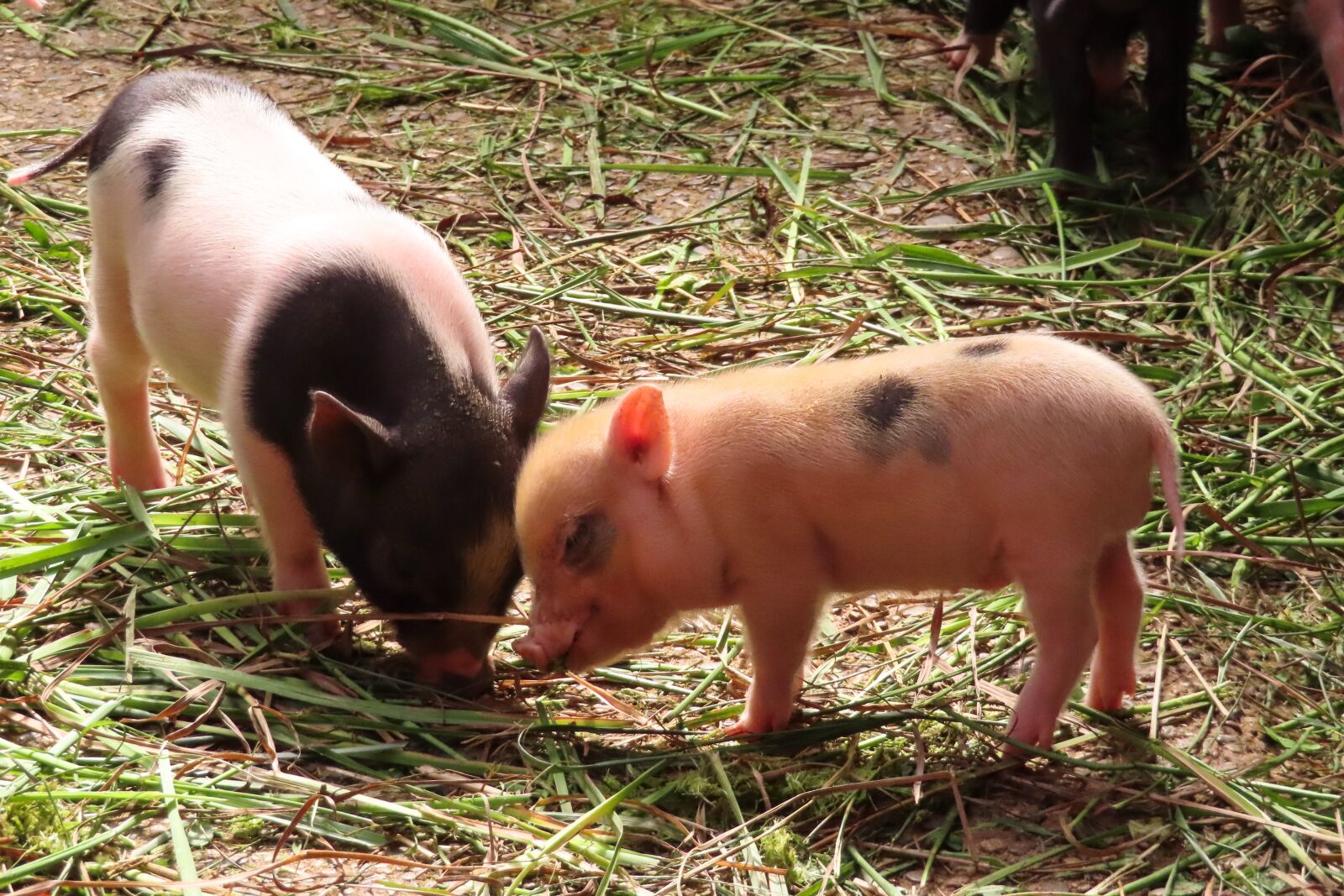 Canon PowerShot SX740 HS sample photo. Animals, pig, piglet photography