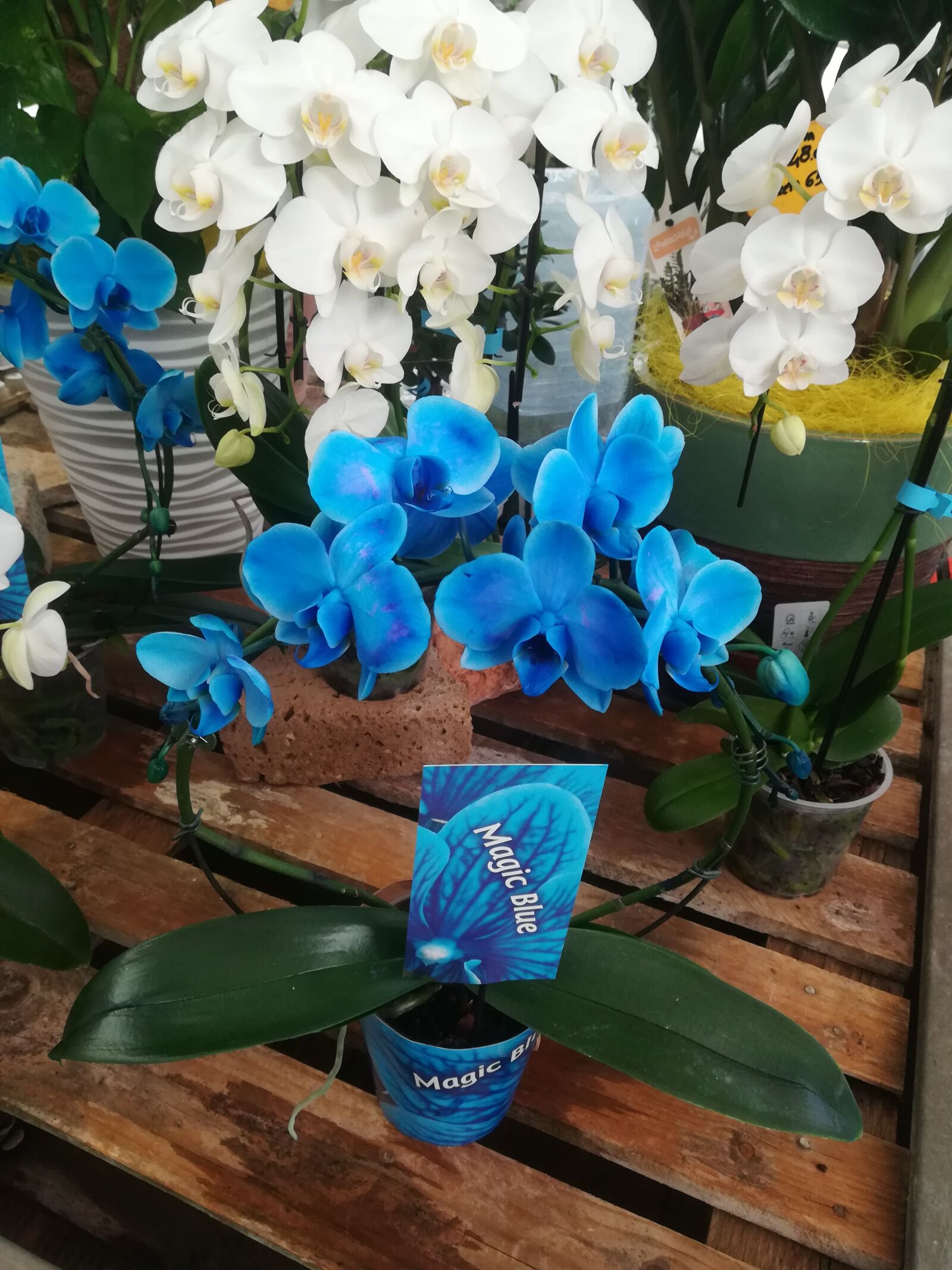 HUAWEI P10 lite sample photo. Orchids, orchid blue, dreams photography