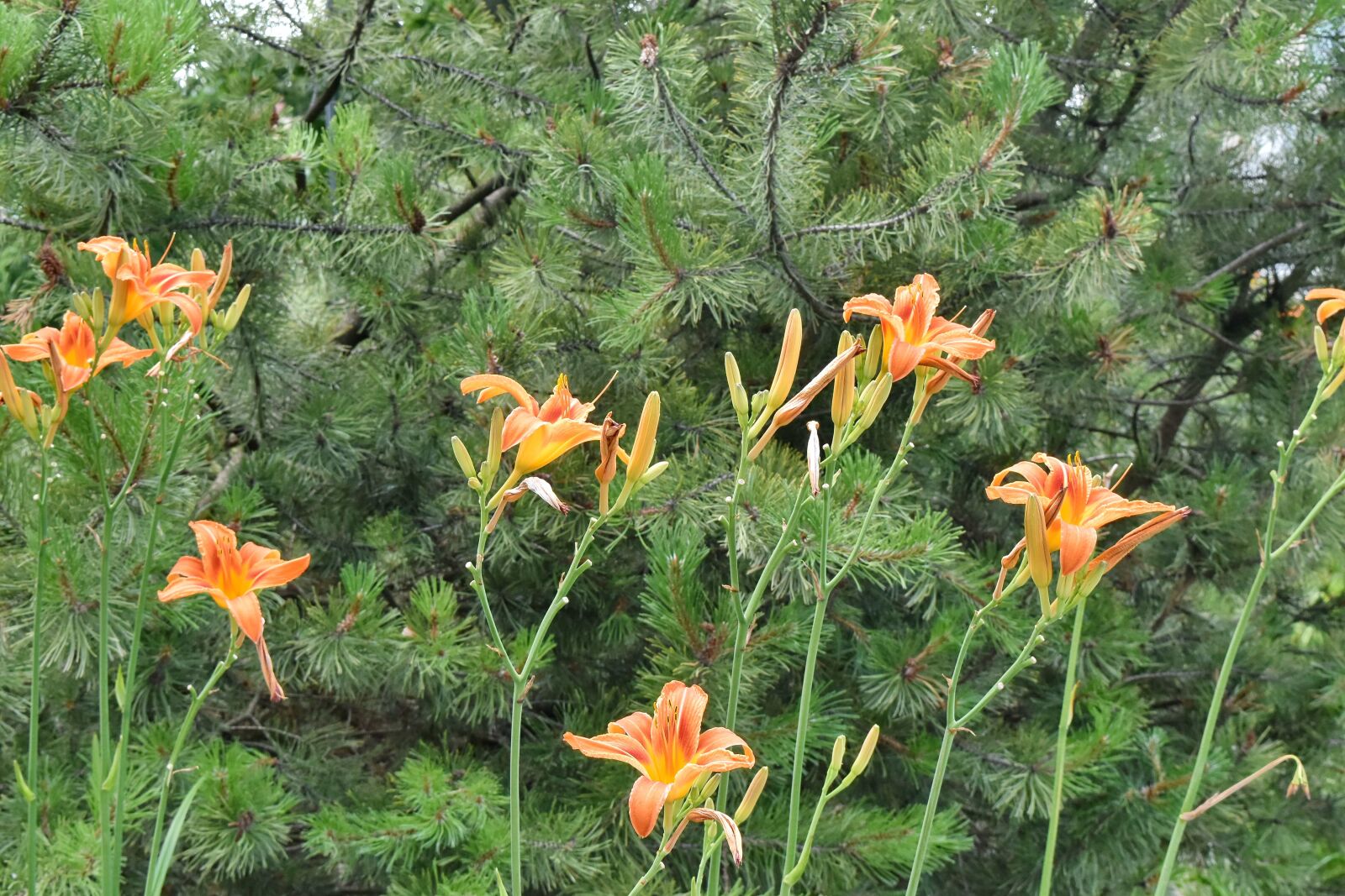 Nikon D5500 sample photo. Ecology, flower garden, garden photography