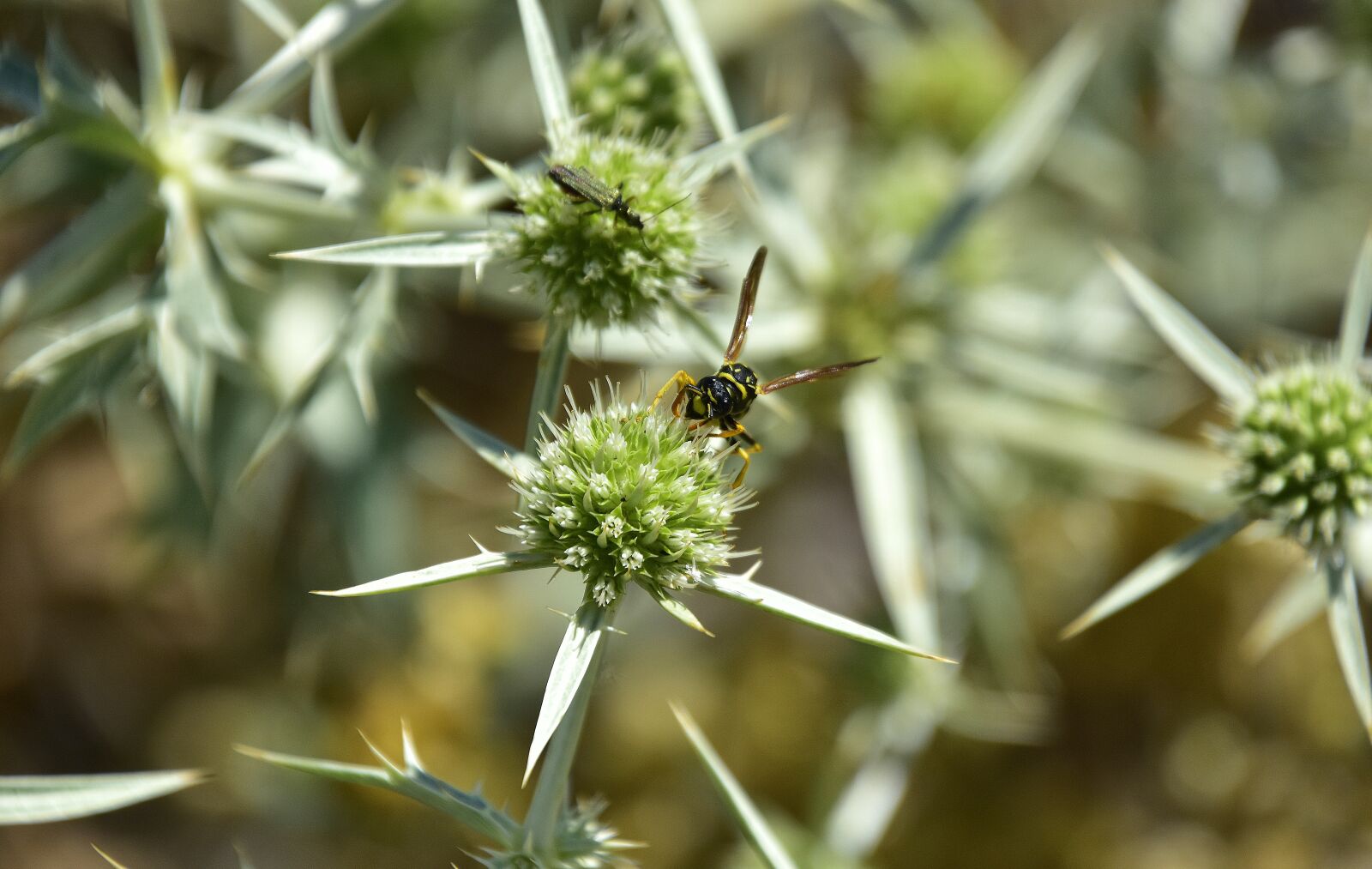 Nikon D7200 sample photo. Garden, flowers, insects photography
