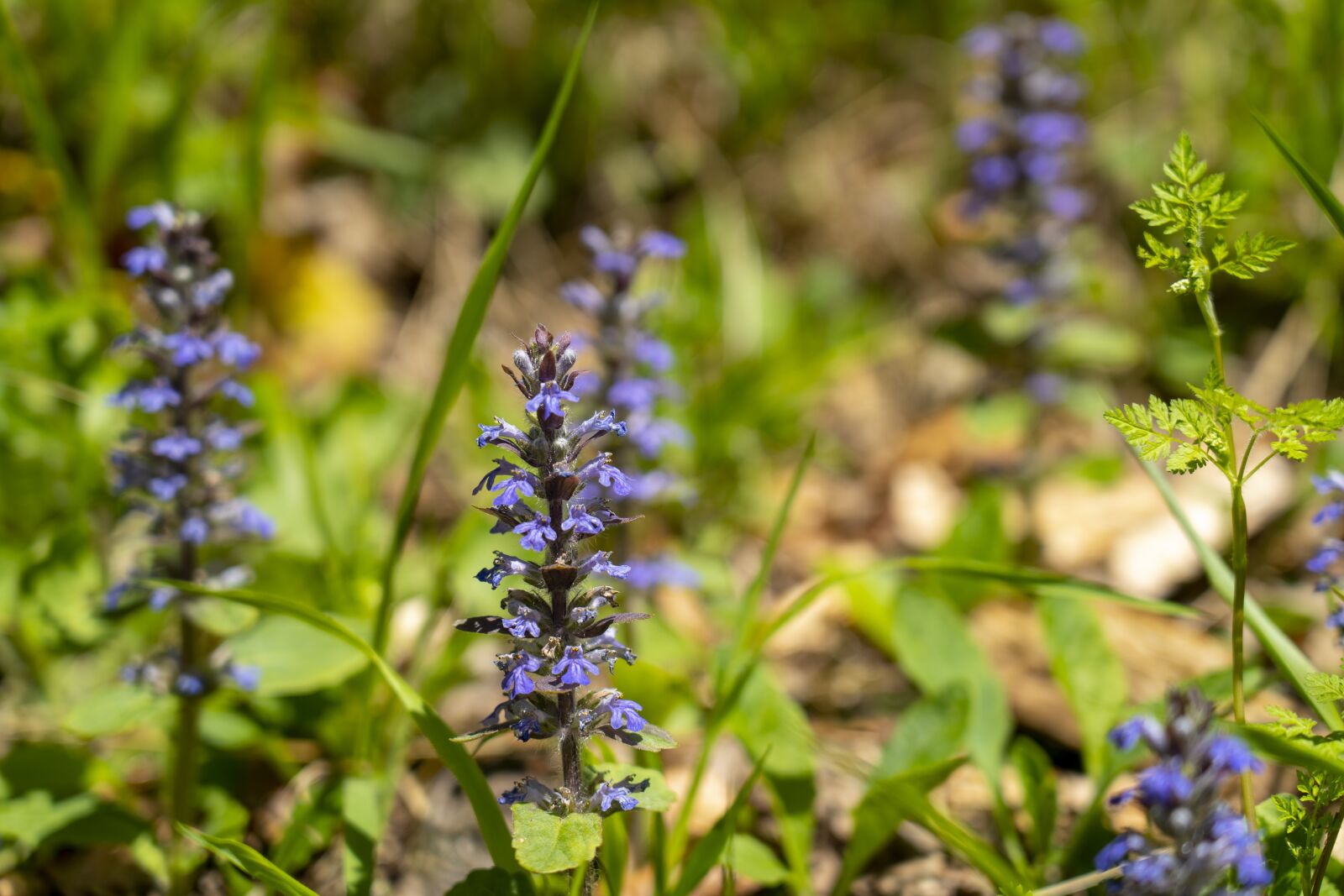 Sony FE 24-105mm F4 G OSS sample photo. Flowers, nature, purple photography