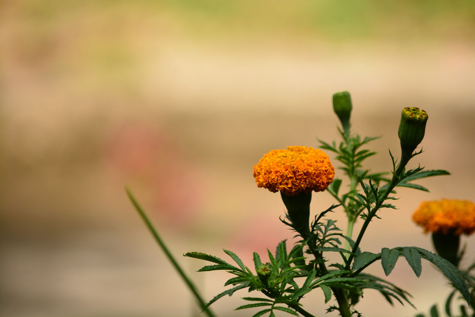 Nikon D7100 sample photo