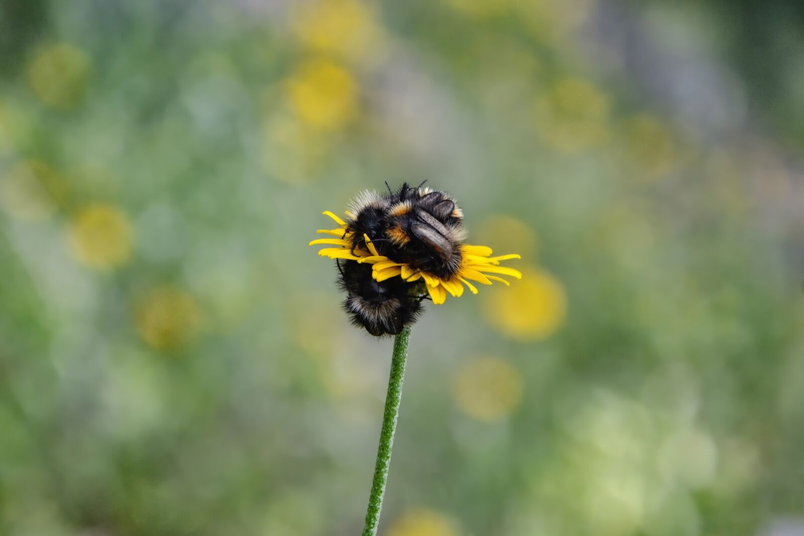Nikon D7100 sample photo. Sleep, insect, nature photography