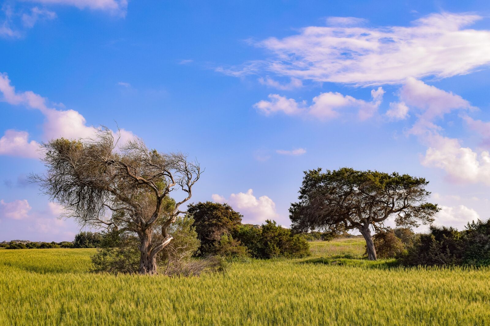 Nikon D3300 sample photo. Nature, field, landscape photography