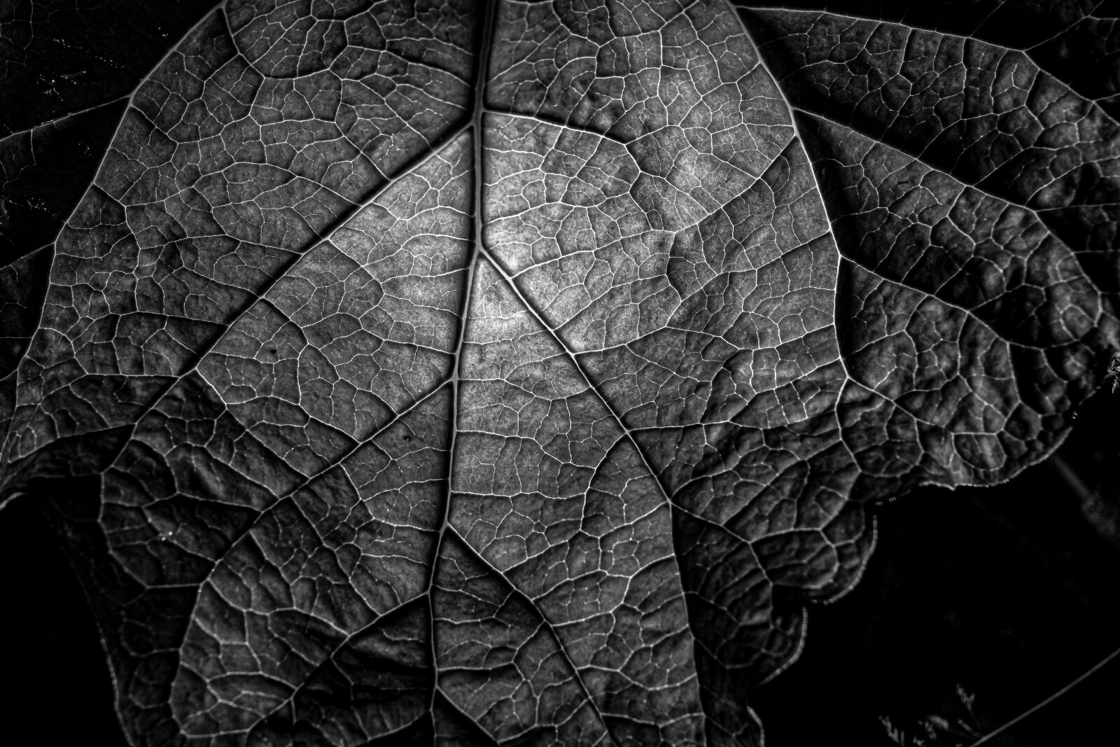 Nikon Z7 sample photo. Leaf, autumn, texture photography