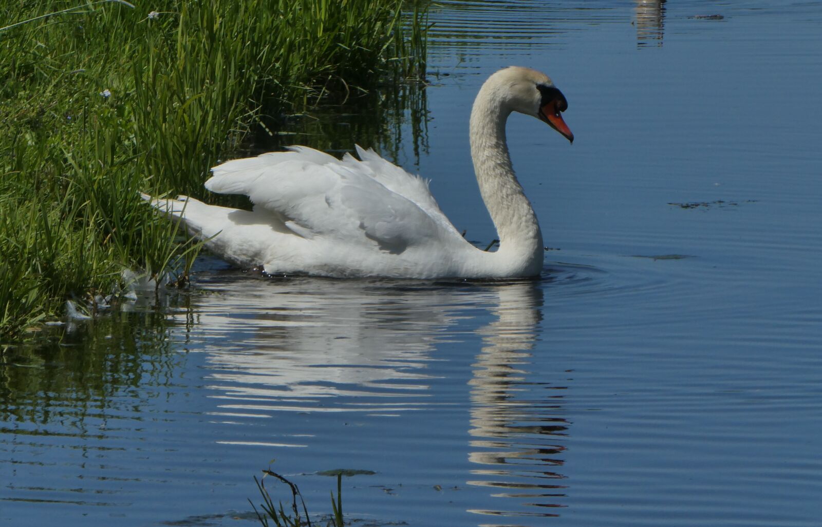 Panasonic Lumix DC-ZS70 (Lumix DC-TZ90) sample photo. Swan, ditch, birds photography