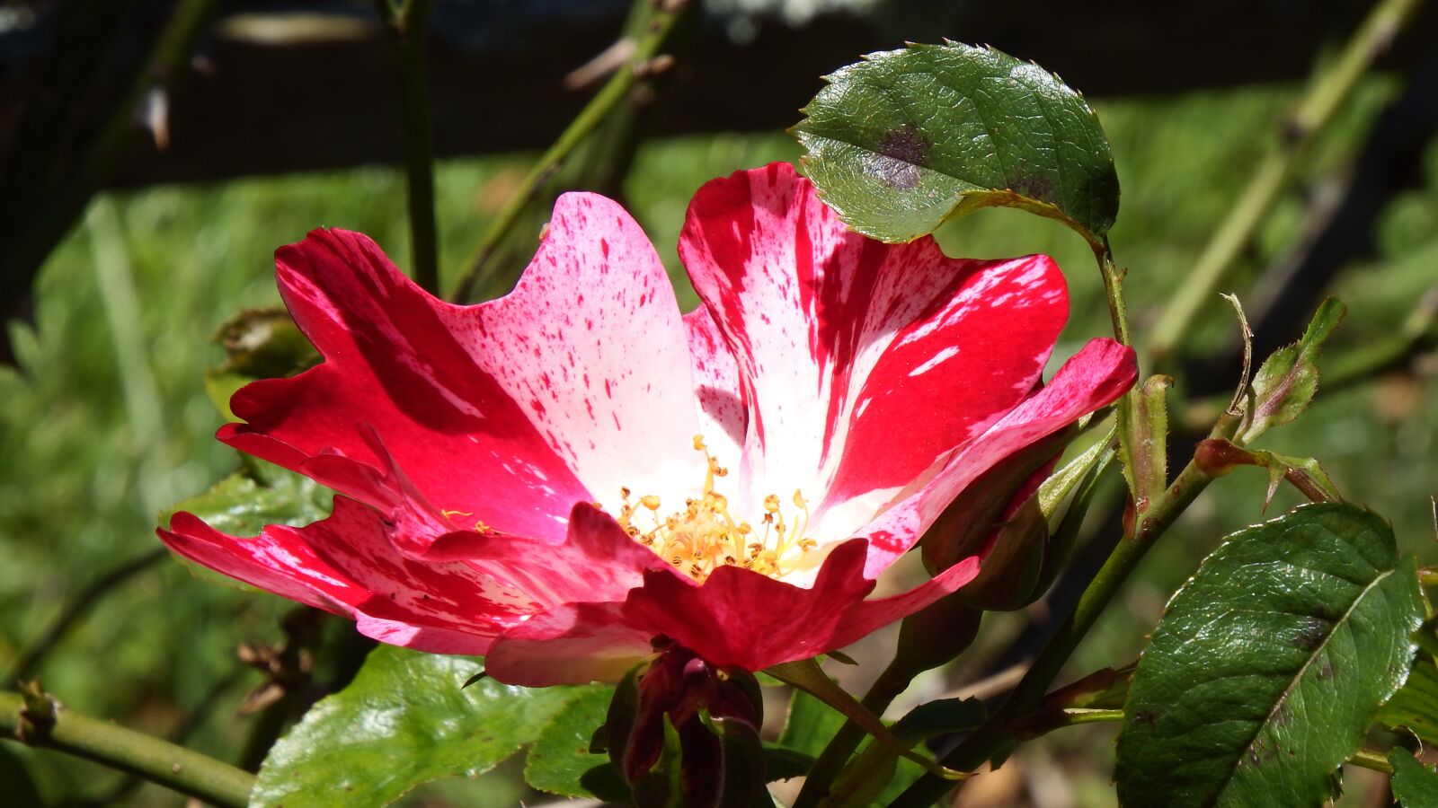 Fujifilm FinePix SL1000 sample photo. Flower, red, floral photography