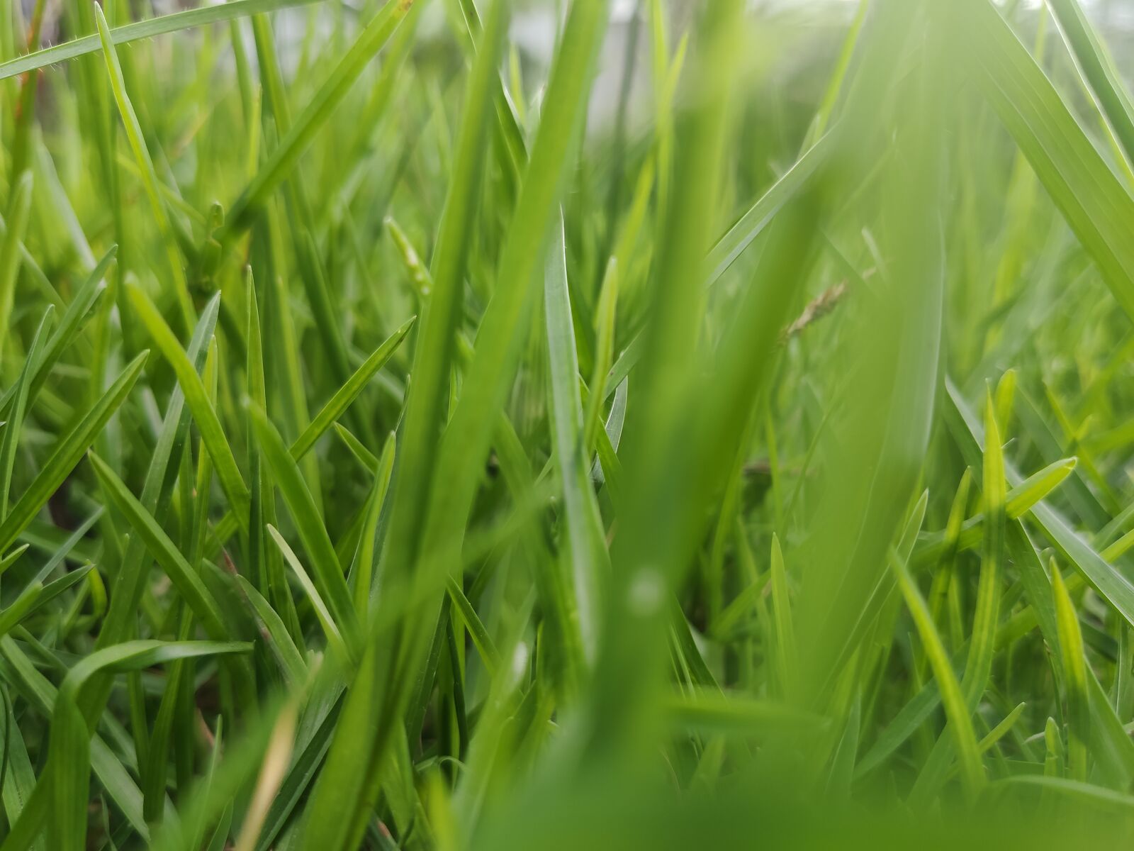 Xiaomi MI 9 sample photo. Green, grass, weed photography