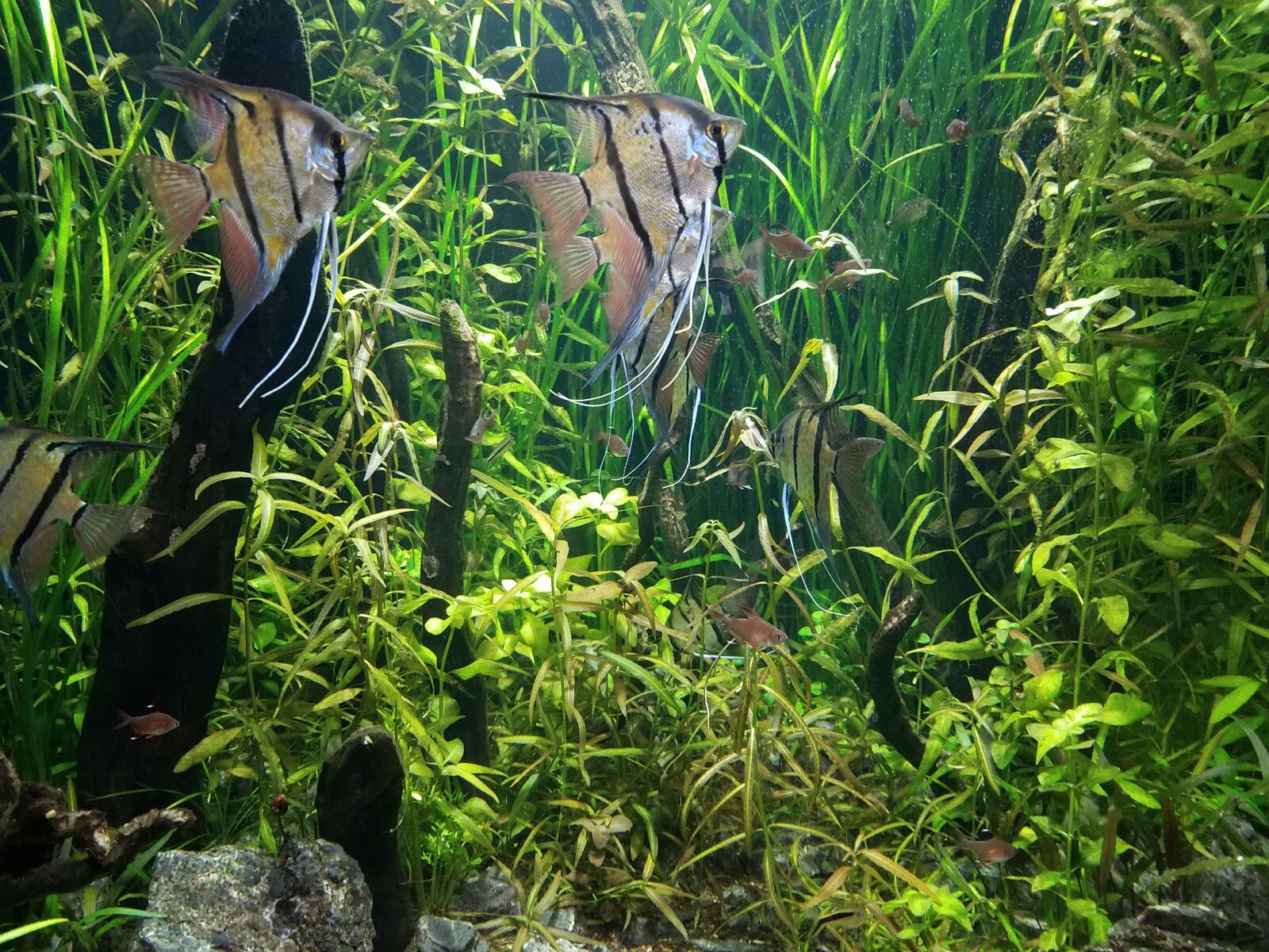 Samsung Galaxy S7 Edge sample photo. Aquarium, marine, harbour photography