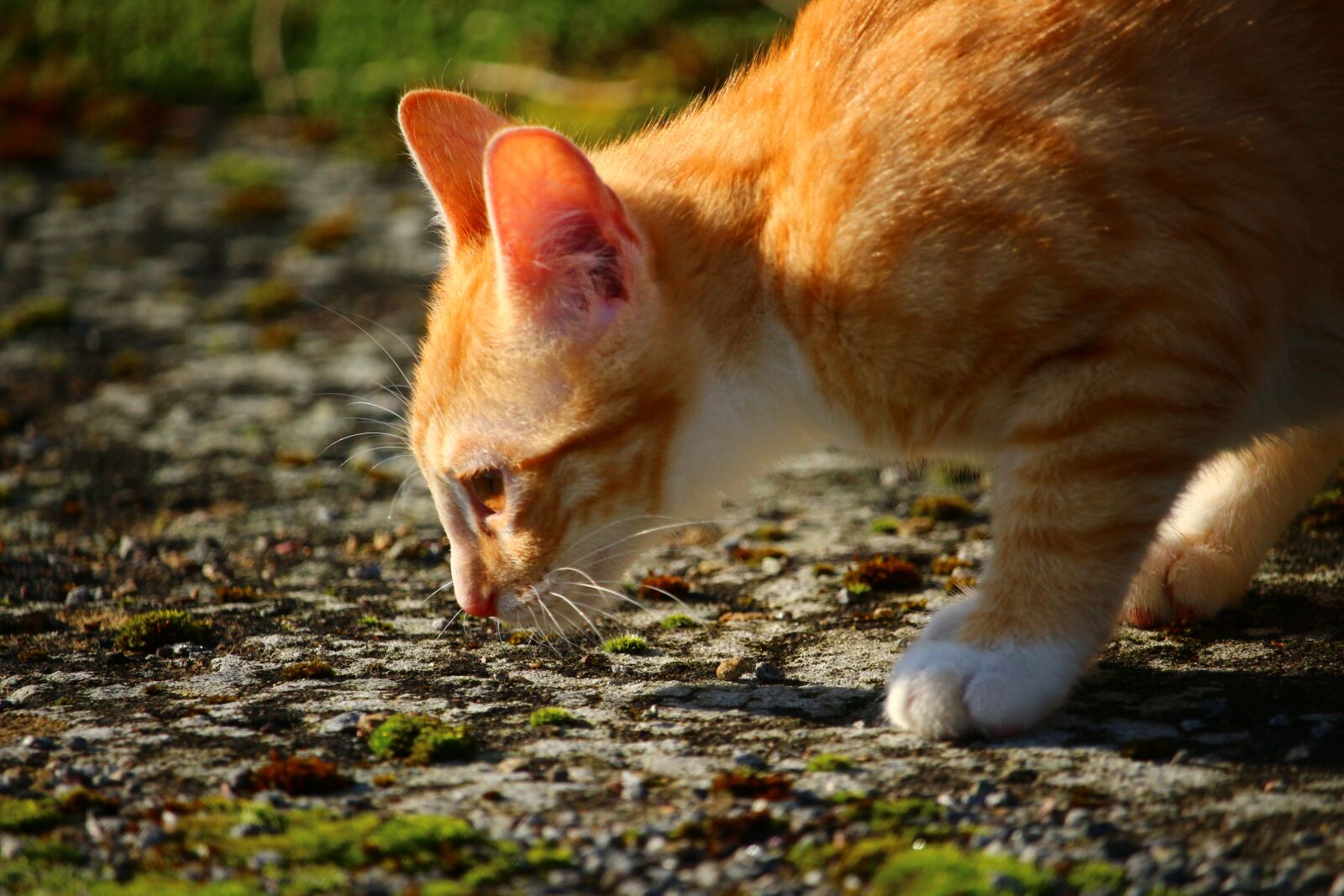 Canon EOS 100D (EOS Rebel SL1 / EOS Kiss X7) sample photo. Cat, kitten, mackerel photography