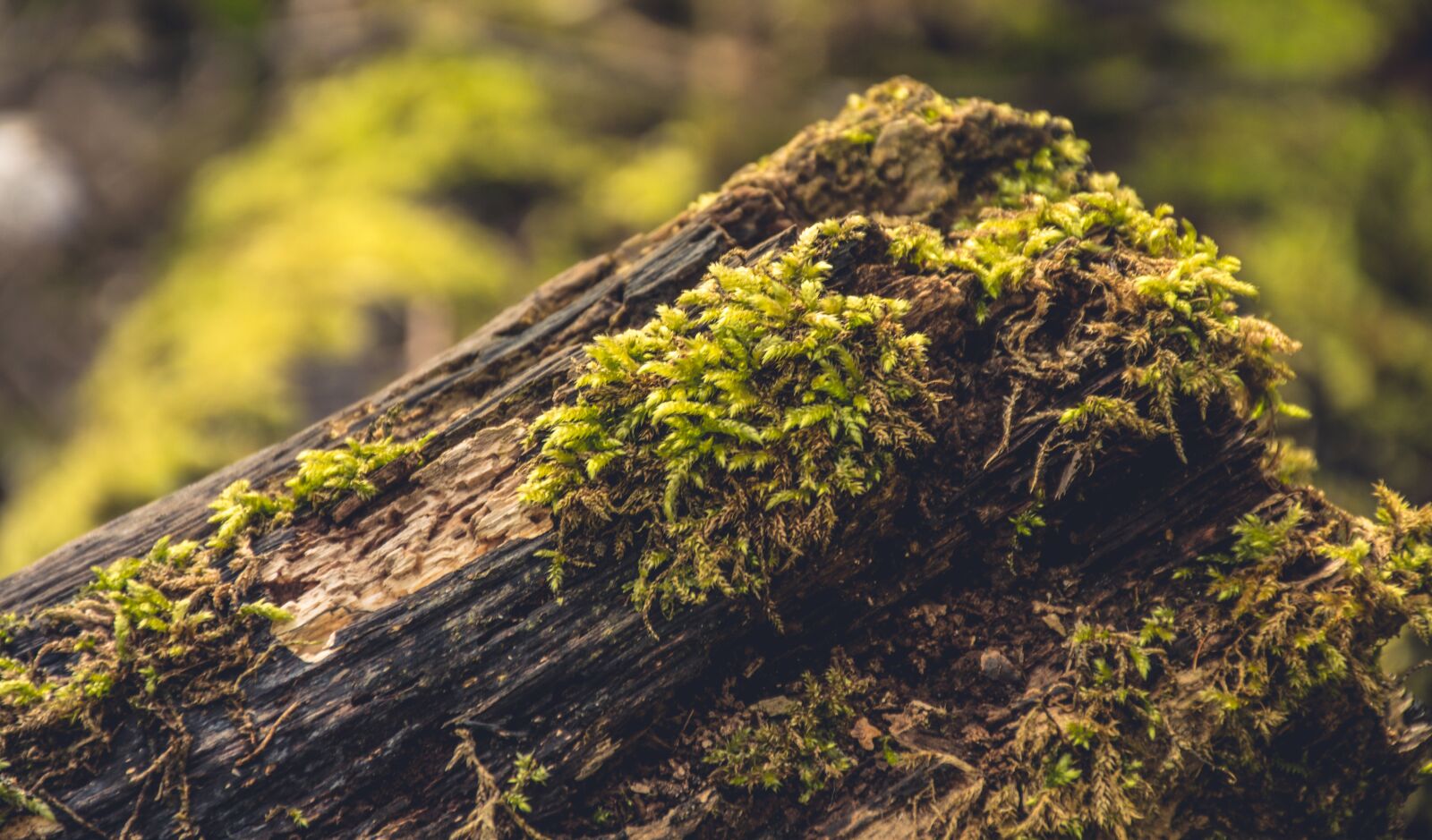 Nikon D5500 sample photo. Nature, moss, animus photography
