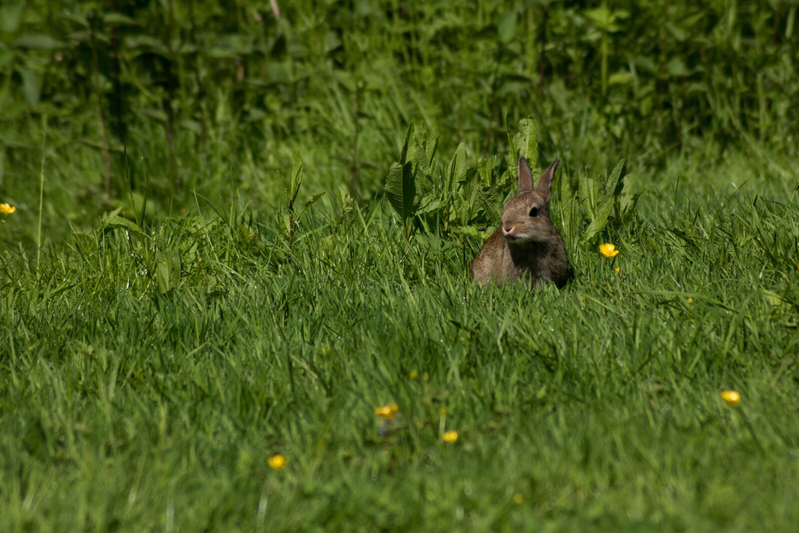 Canon EOS 750D (EOS Rebel T6i / EOS Kiss X8i) sample photo. Hare, rabbit, meadow photography
