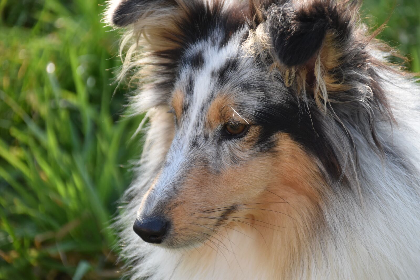 Nikon D5600 sample photo. Dog, bitch, shetland sheepdog photography